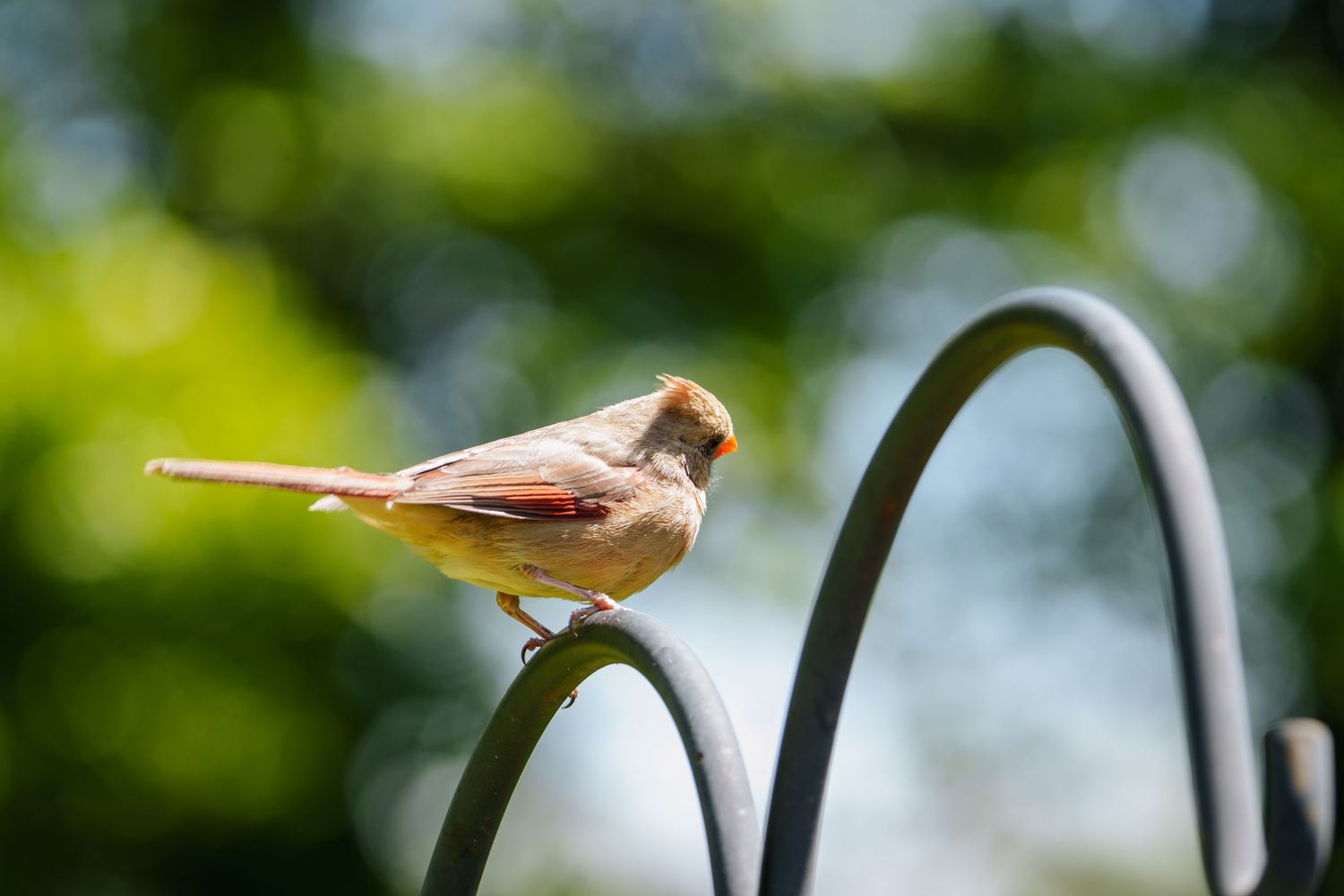 A small brown female cardinal perched on a curved metal garden hook.