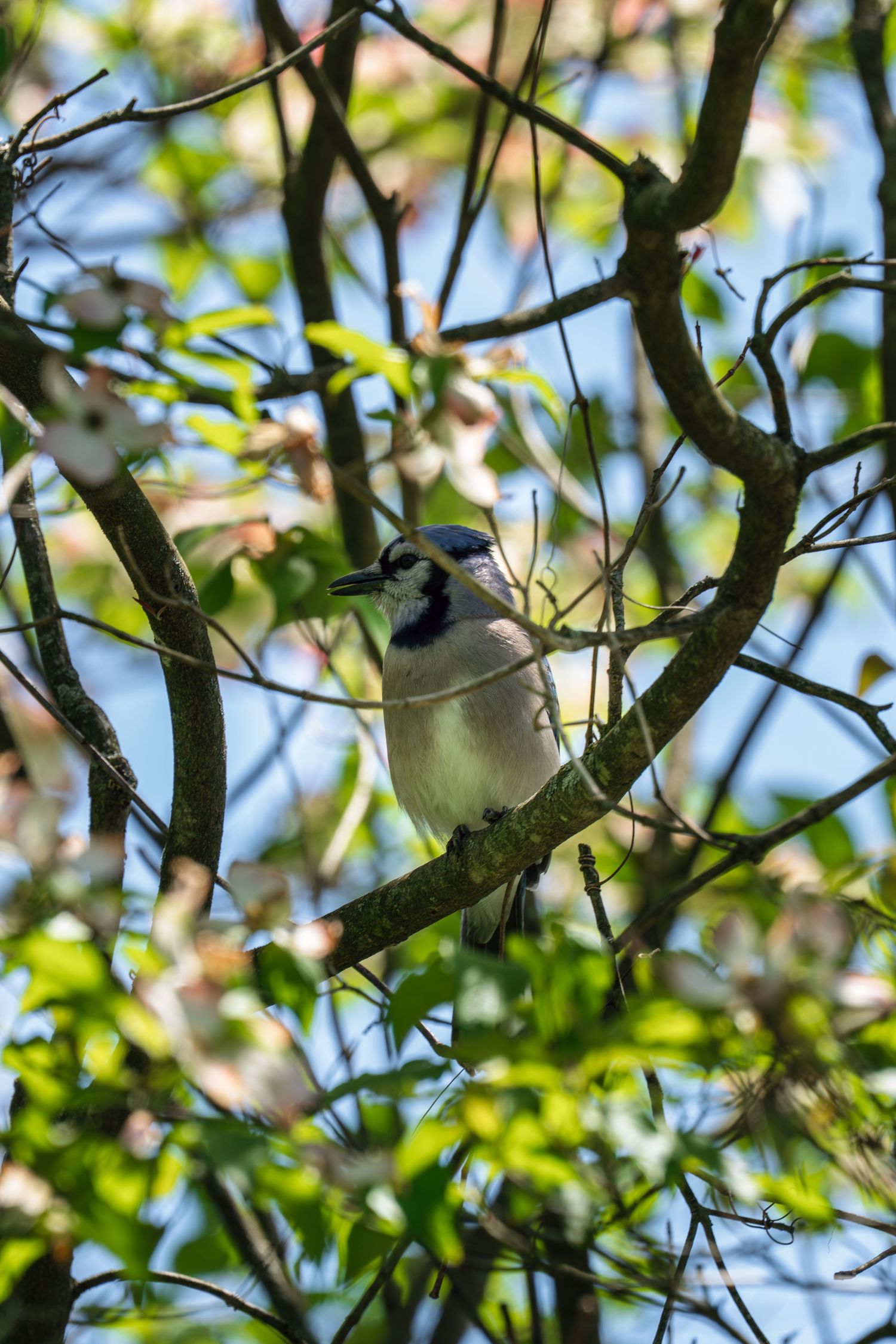 Blue jay sitting on a tree branch amid green leaves and white dogwood blossoms.