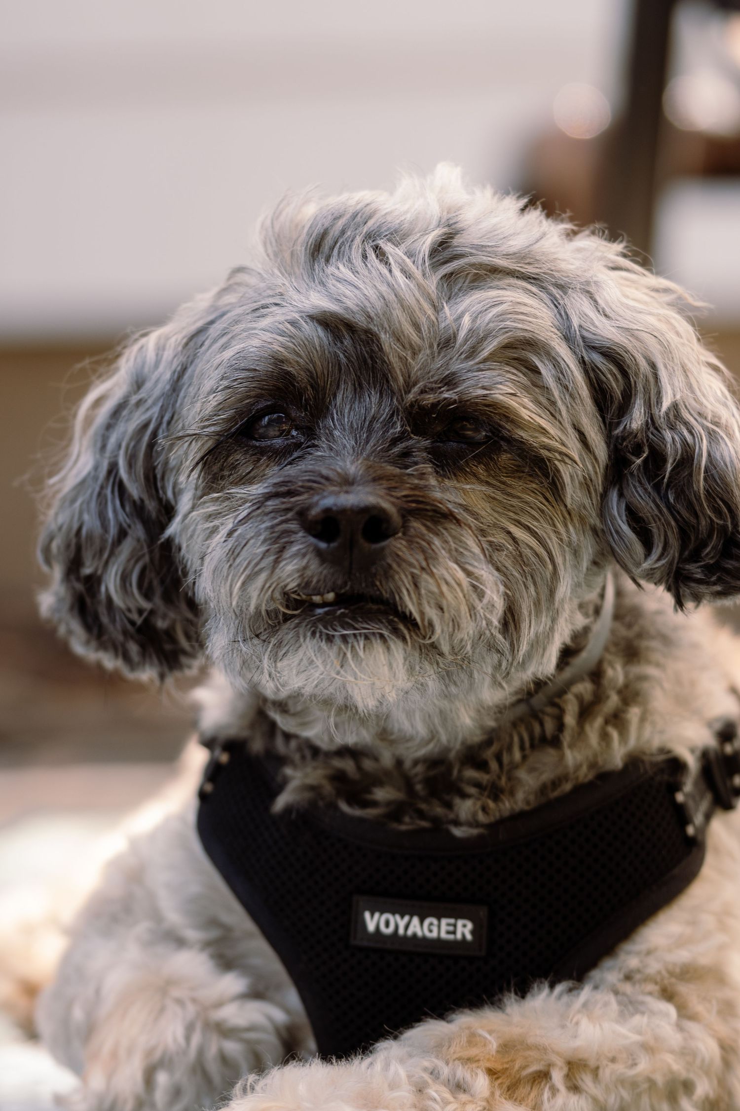 Close-up portrait of a scruffy gray and white small dog in a black Voyager harness.