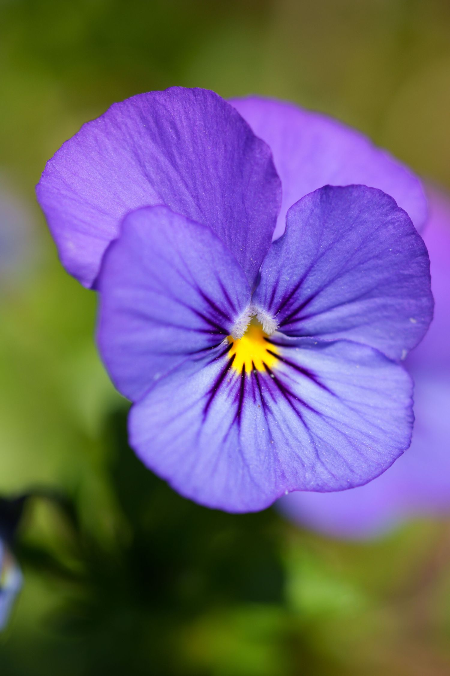 Delicate light purple viola flower with yellow center blooming in a garden.