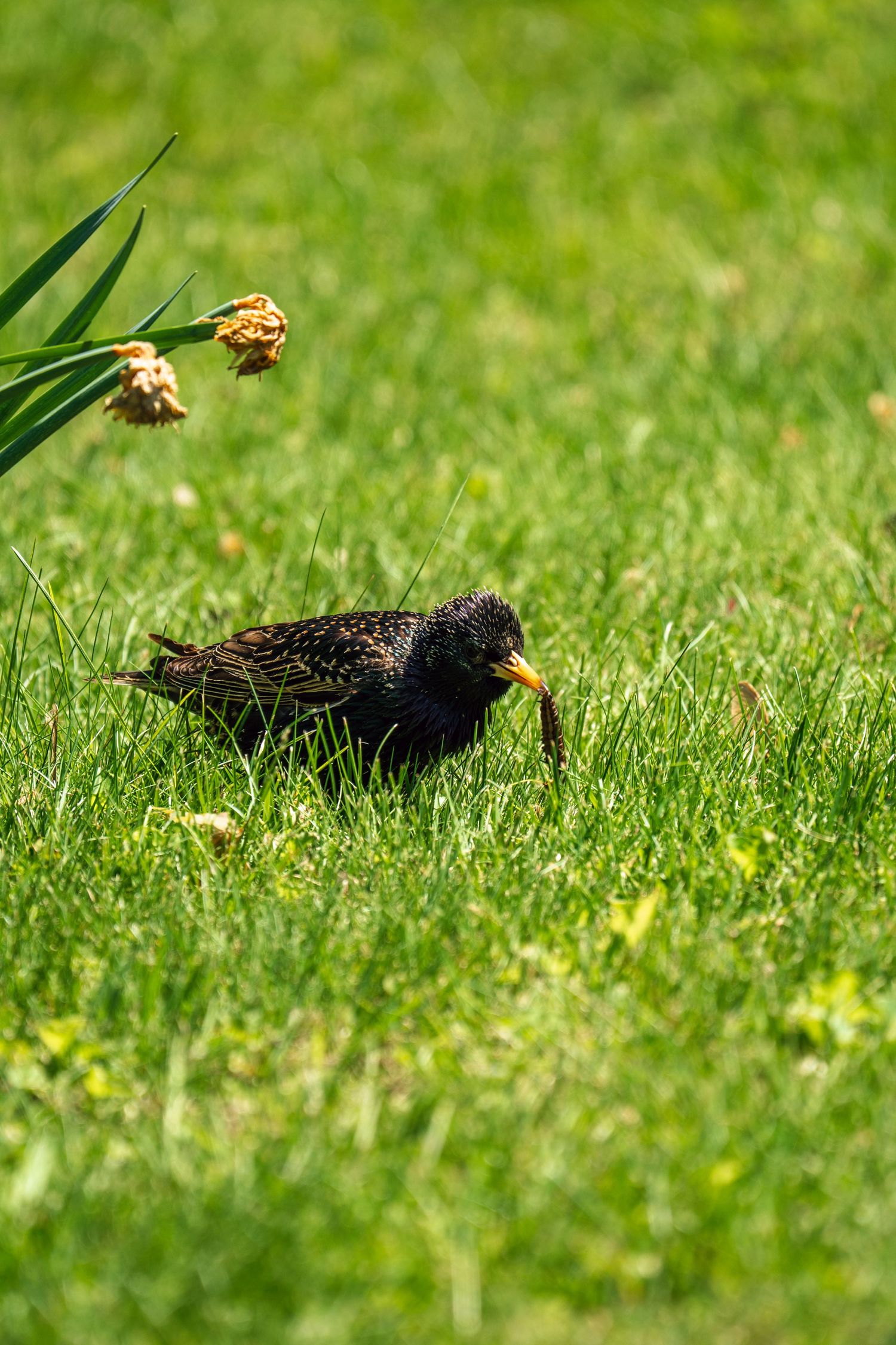 A common starling forages in sunny green grass beneath drooping yellow daffodil flowers outdoors.