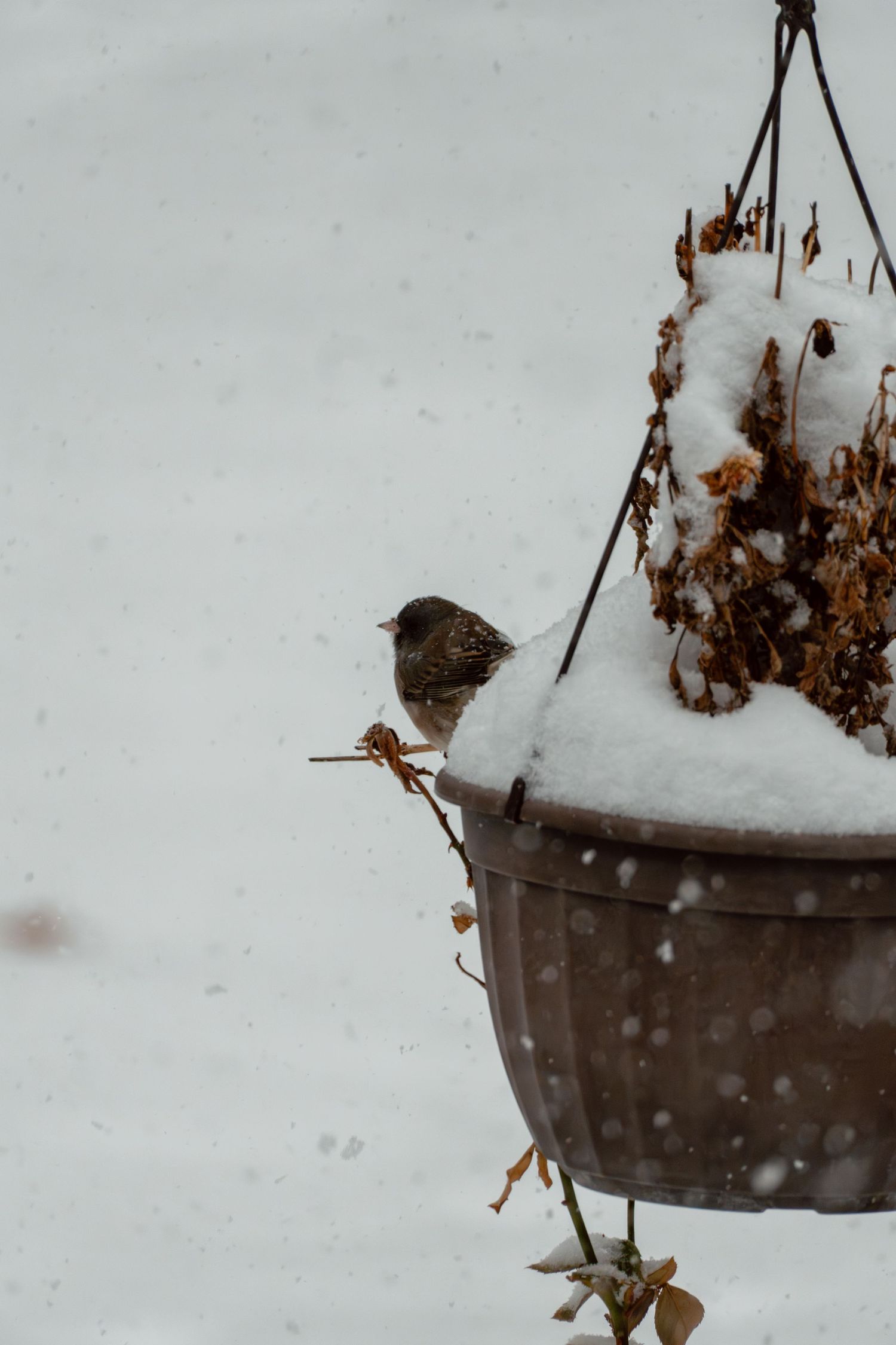 Small brown sparrow clinging to edge of snow-covered hanging planter during snowfall.