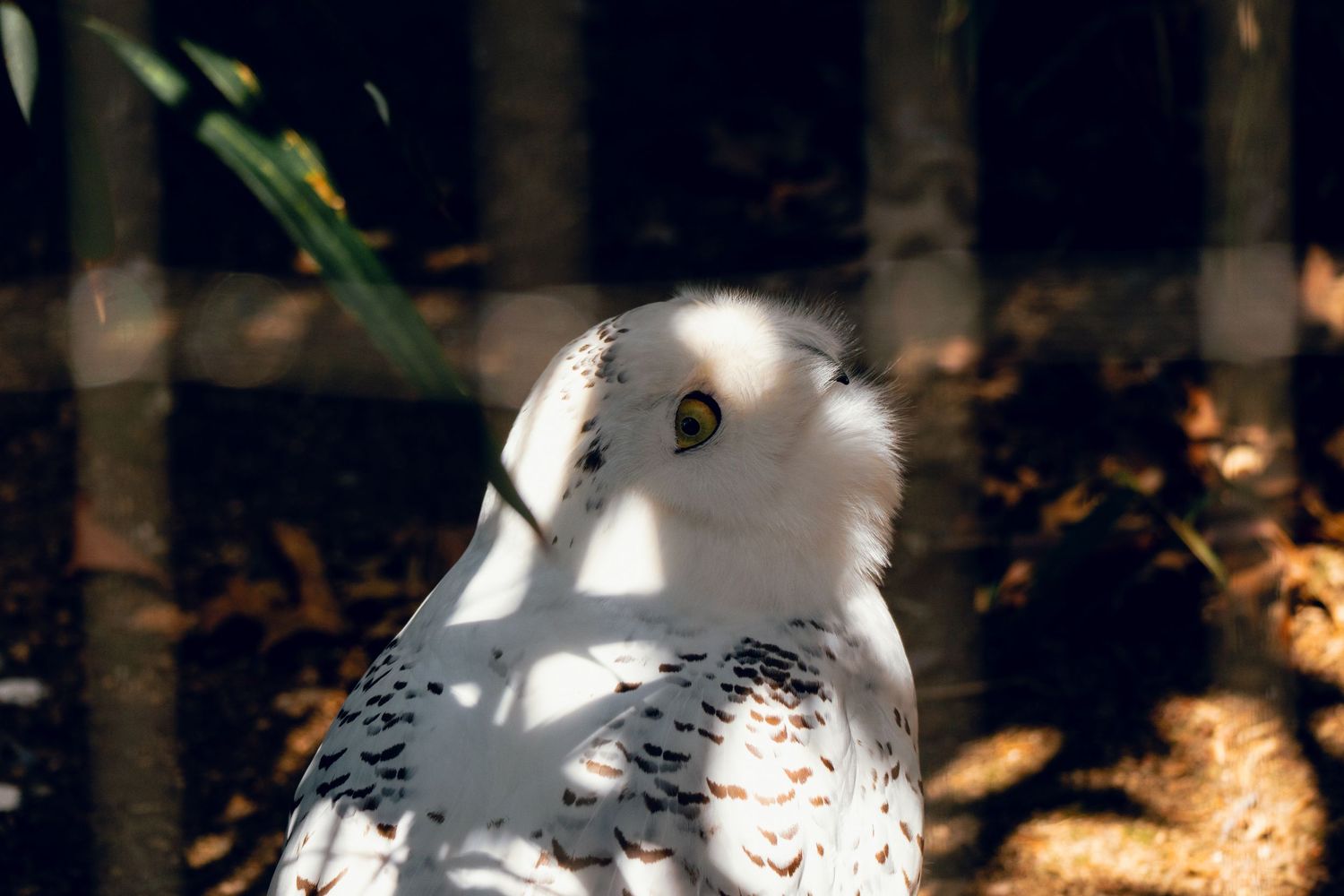 A snowy owl with white and black speckled plumage and bright yellow eye rests in dappled sunlight.