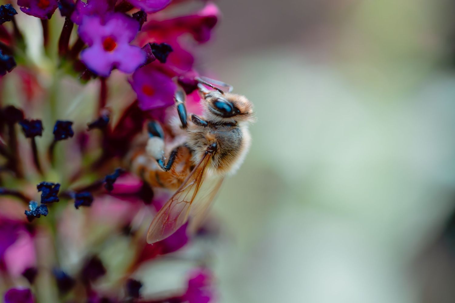A honeybee gathering pollen from pink buddleia blooms with a soft blurred green background.