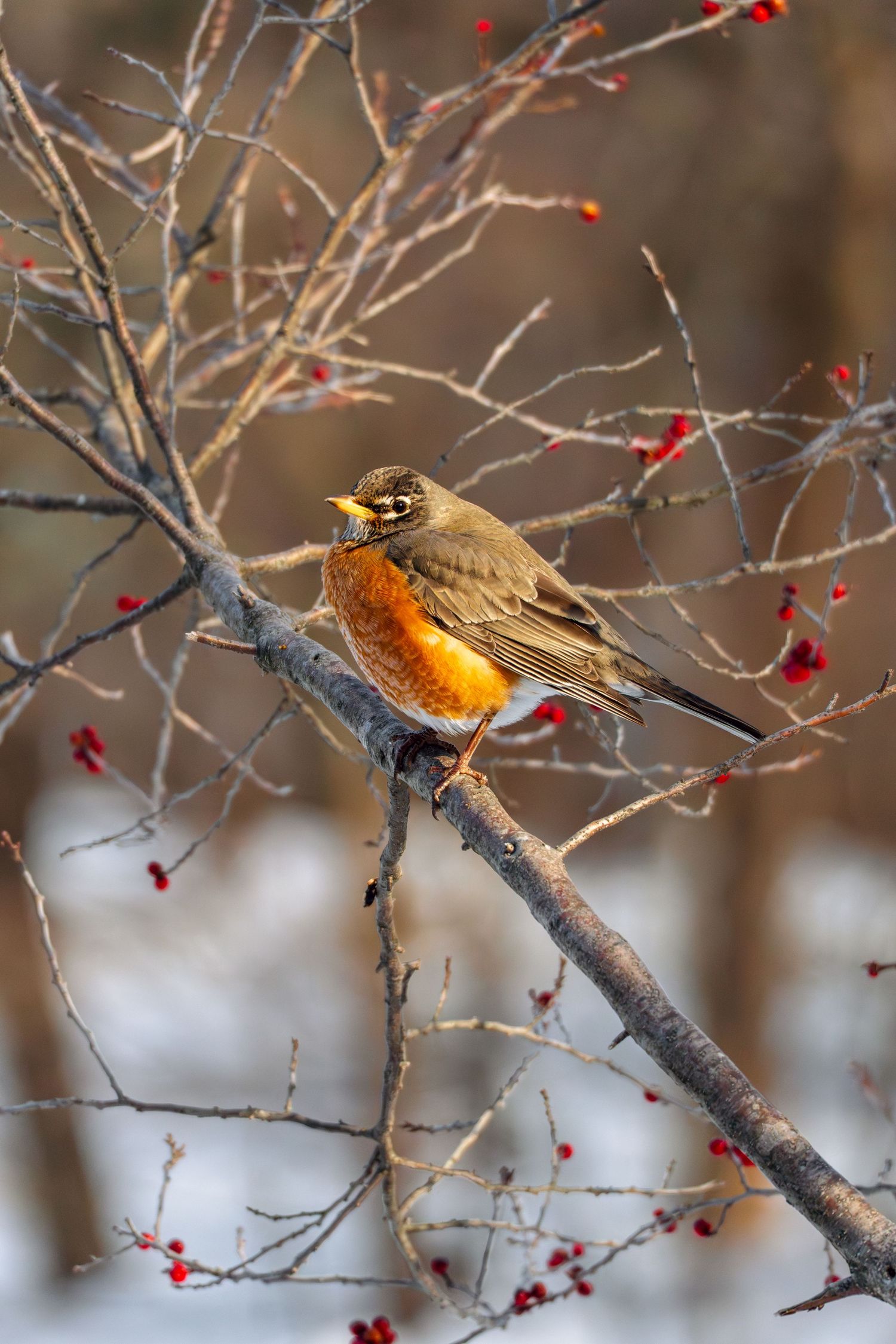 American robin perched on a snowy winter branch surrounded by bright red berries in a woodland setting.