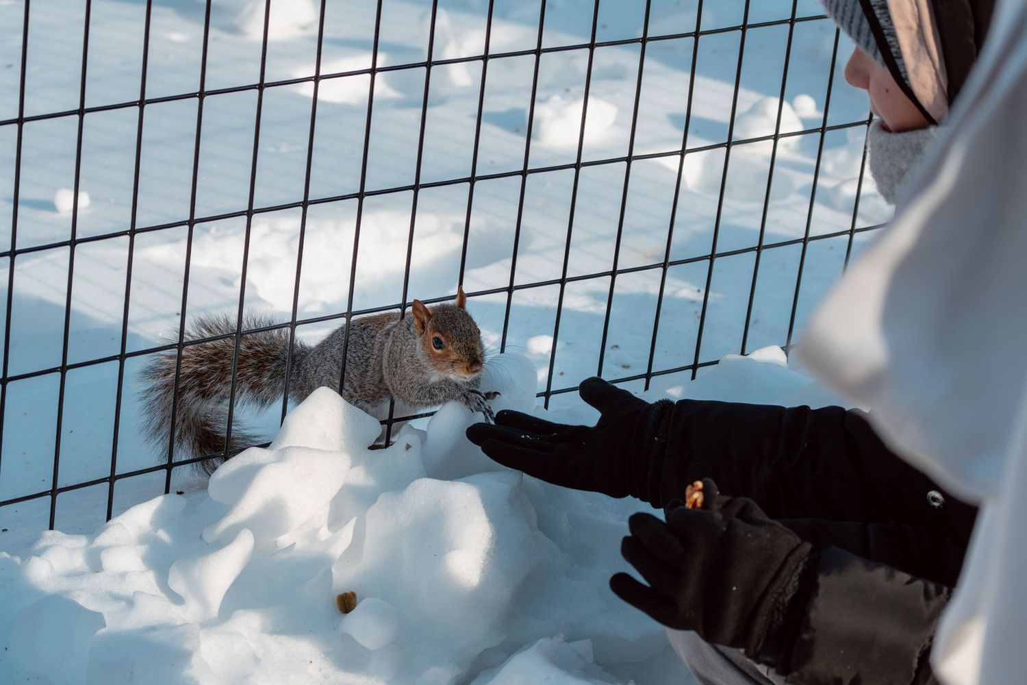 Person in black gloves feeding a gray squirrel through a metal fence covered in fresh white snow.