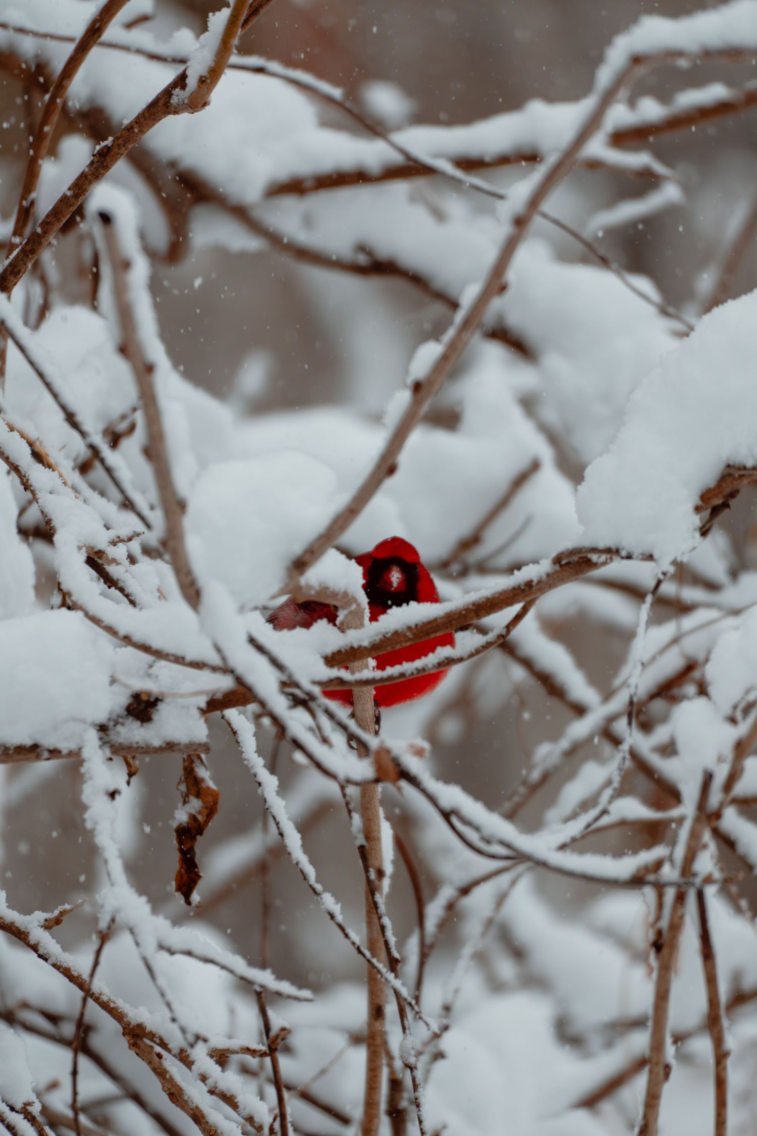 A vibrant male northern cardinal perches among snow-covered branches during a winter snowstorm.