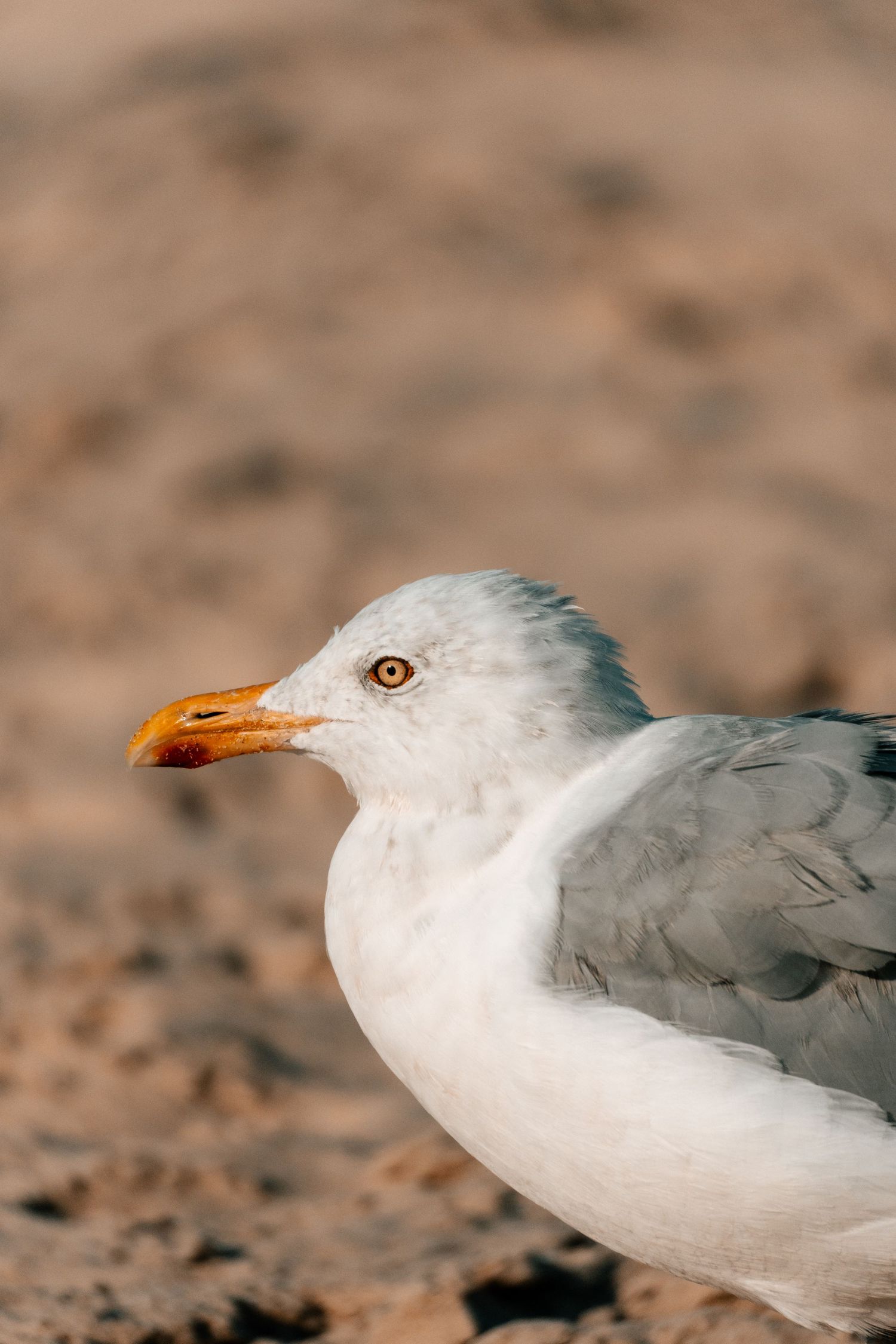 Close-up side portrait of a white seagull with bright orange beak and golden eye on sandy ground.