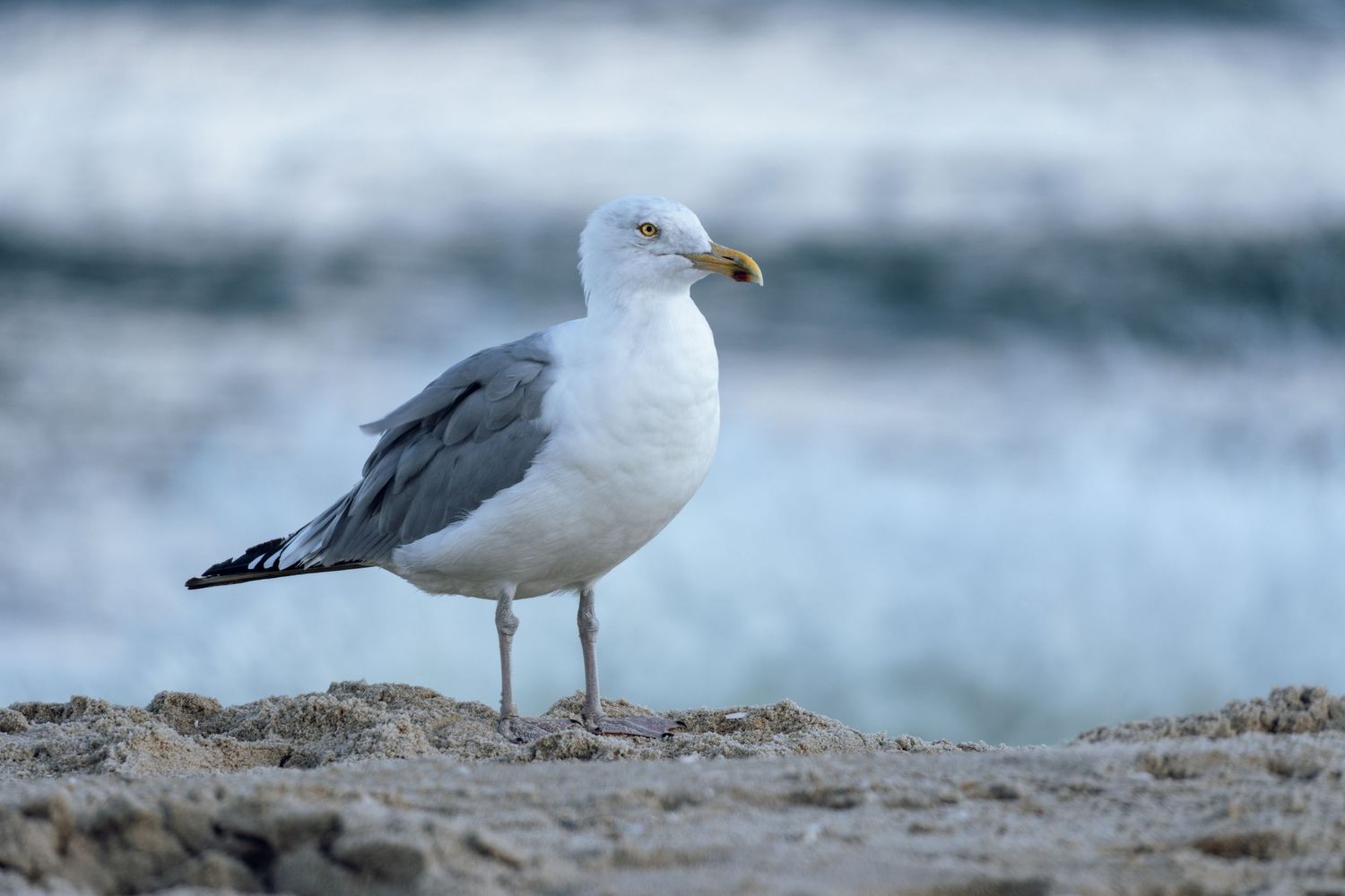 A seagull with white and gray plumage stands on sandy beach near ocean waves.