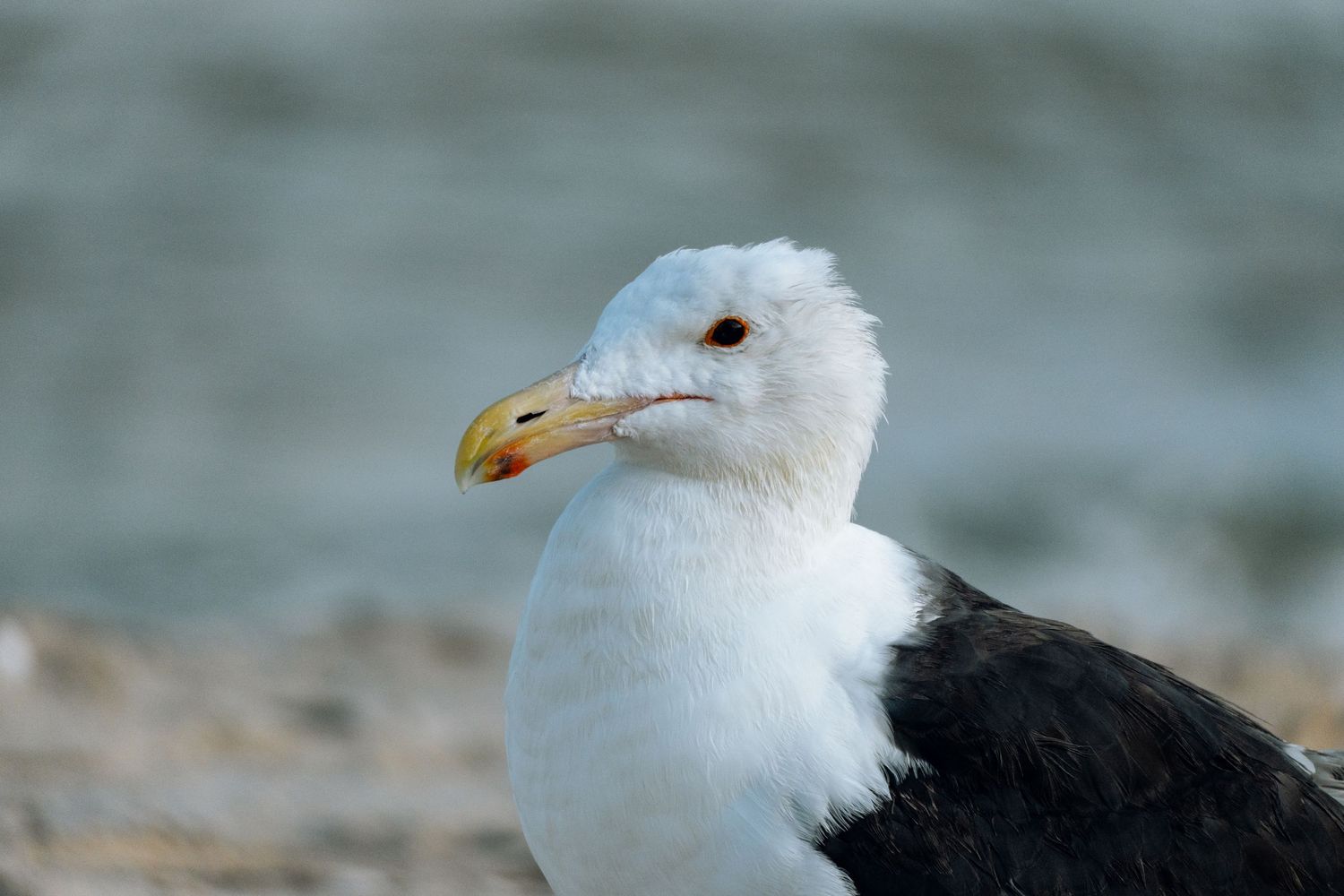 Close-up portrait of a great black-backed gull with white head and yellow beak on a rocky beach.