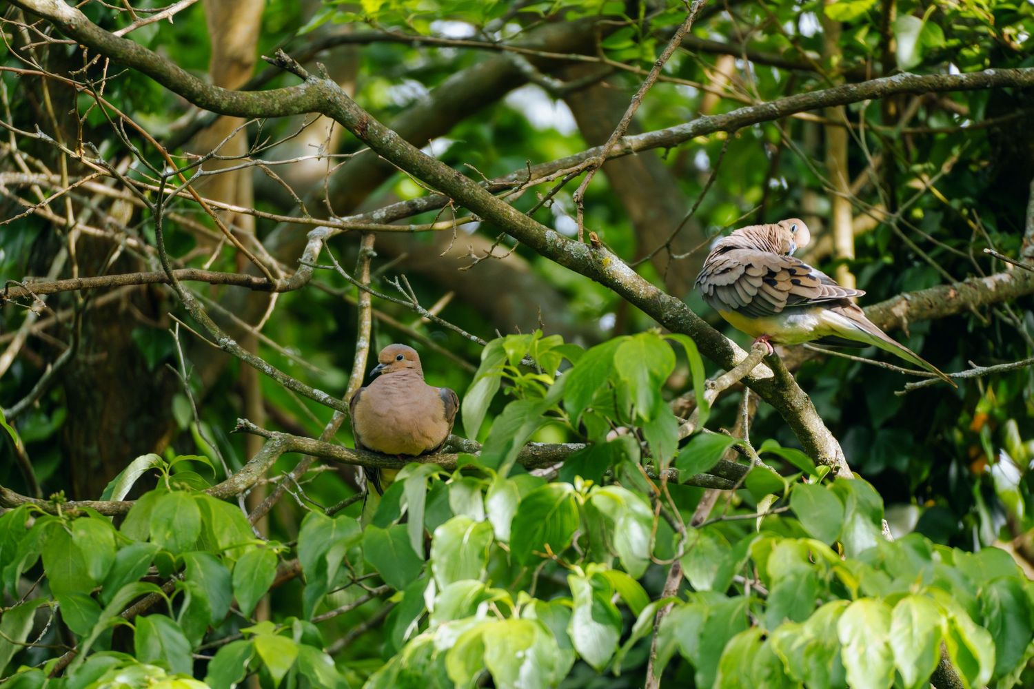 Three mourning doves resting among tree branches with vibrant green foliage in a natural woodland environment.