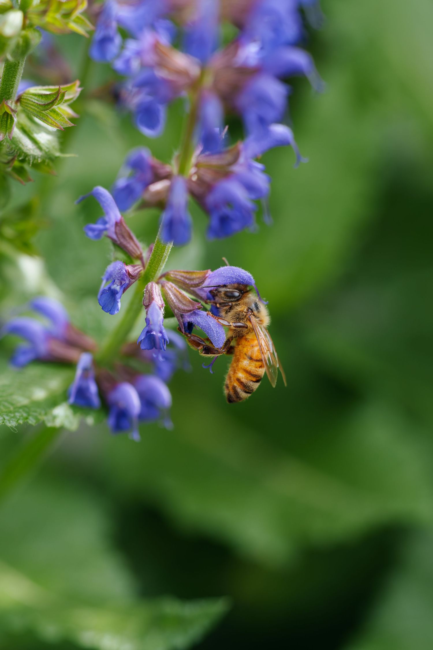 A honey bee collecting nectar from vibrant purple salvia flowers with green foliage in the background.