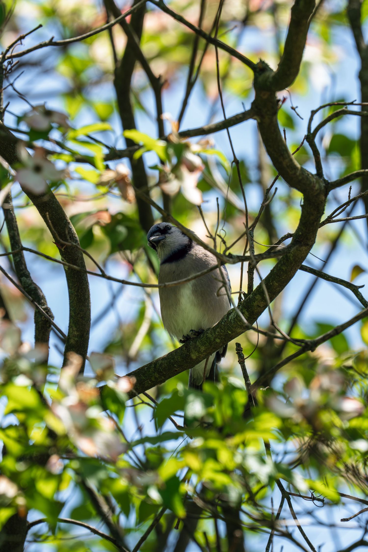 Blue jay bird perched on tree branch surrounded by fresh green leaves and white spring flowers.
