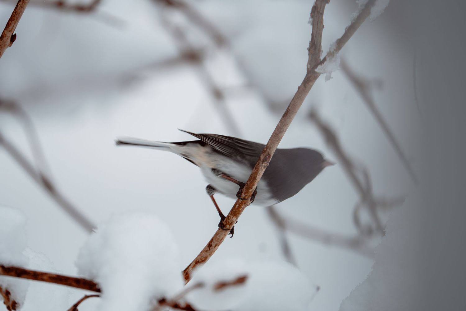 A small gray-white bird perched delicately on a snow-covered branch in winter.