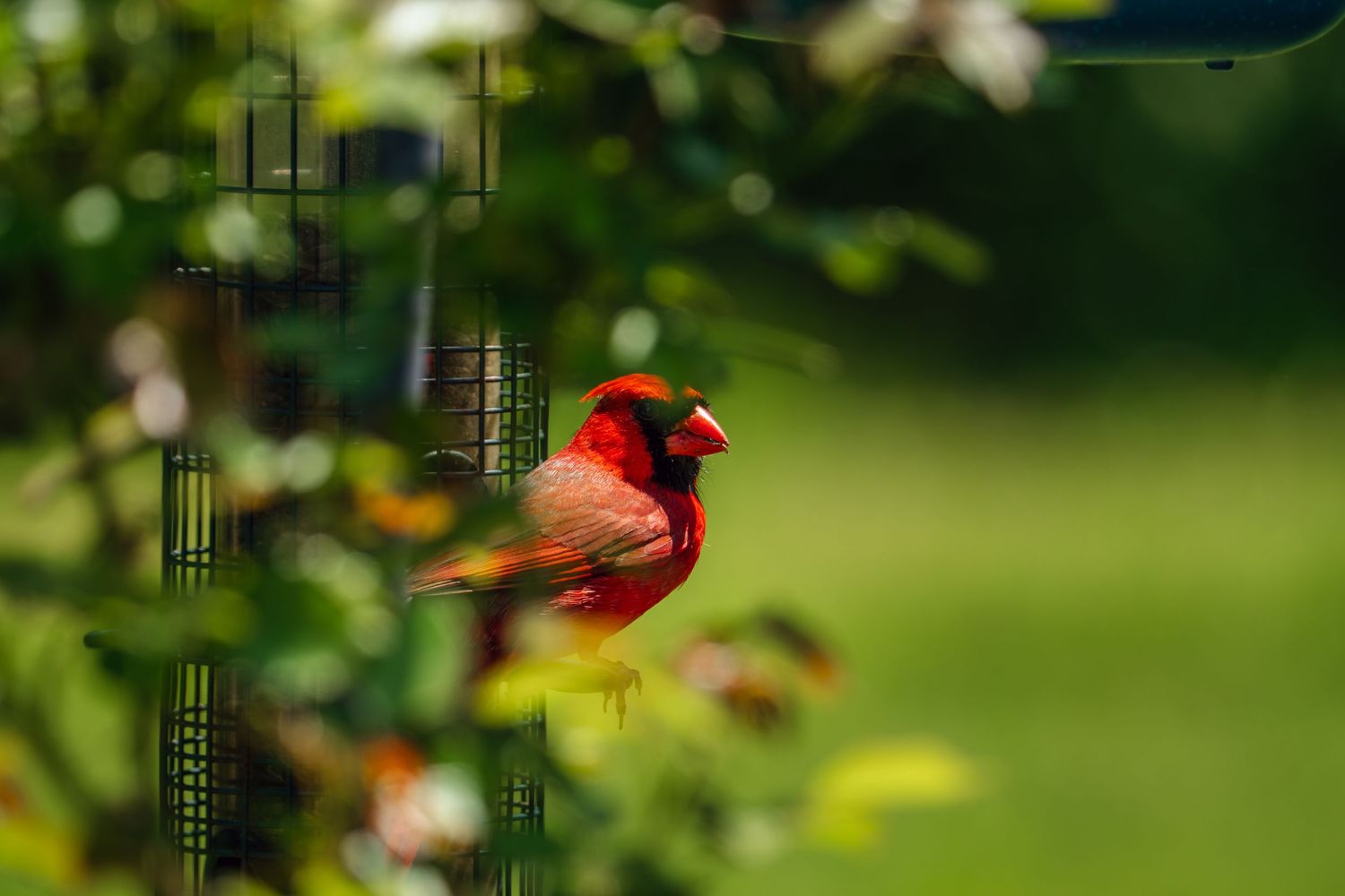 A brilliant red male cardinal perched near a bird feeder surrounded by green garden foliage.