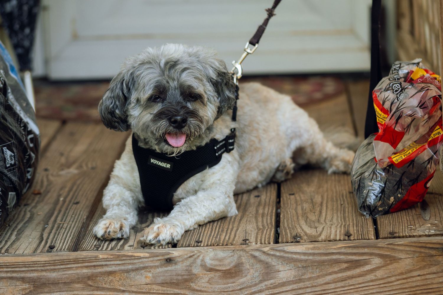 A smiling gray and white small dog in a black harness lying on weathered wooden deck boards.