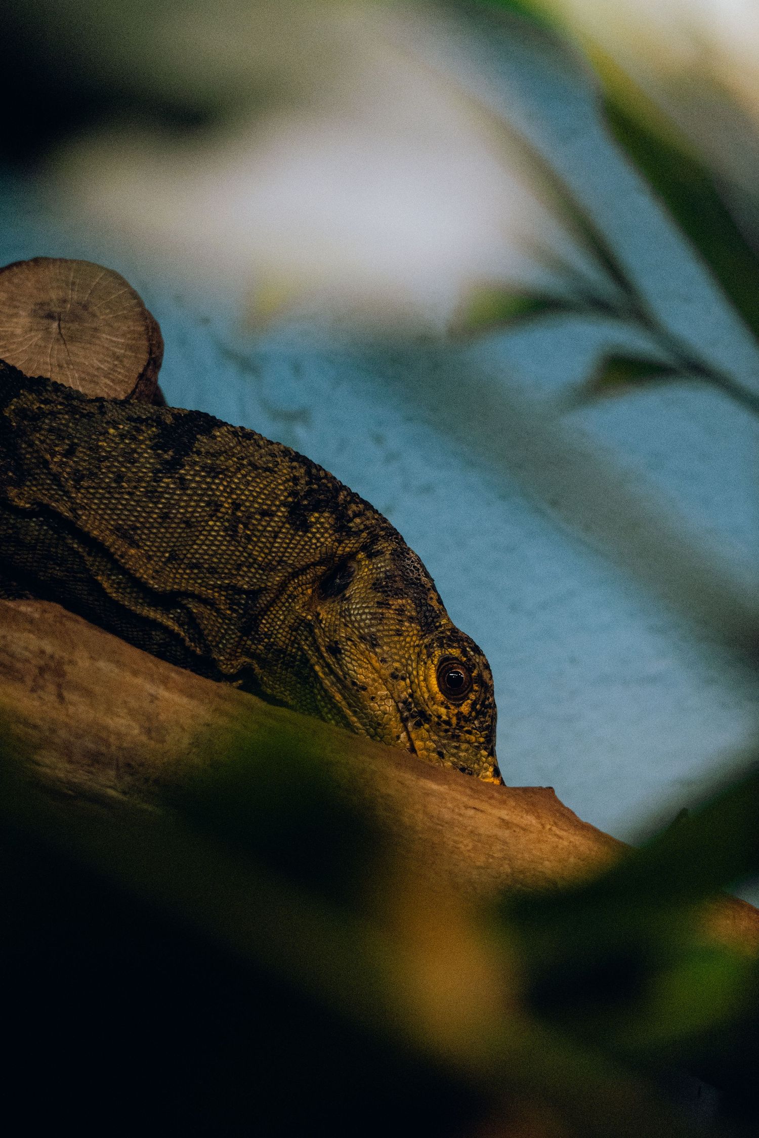 A large scaly monitor lizard partially hidden behind a wooden log, viewed through blurred green foliage.