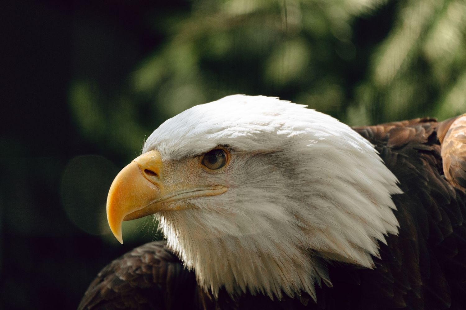 Side profile of a majestic bald eagle showcasing its white head and sharp yellow hooked beak outdoors.