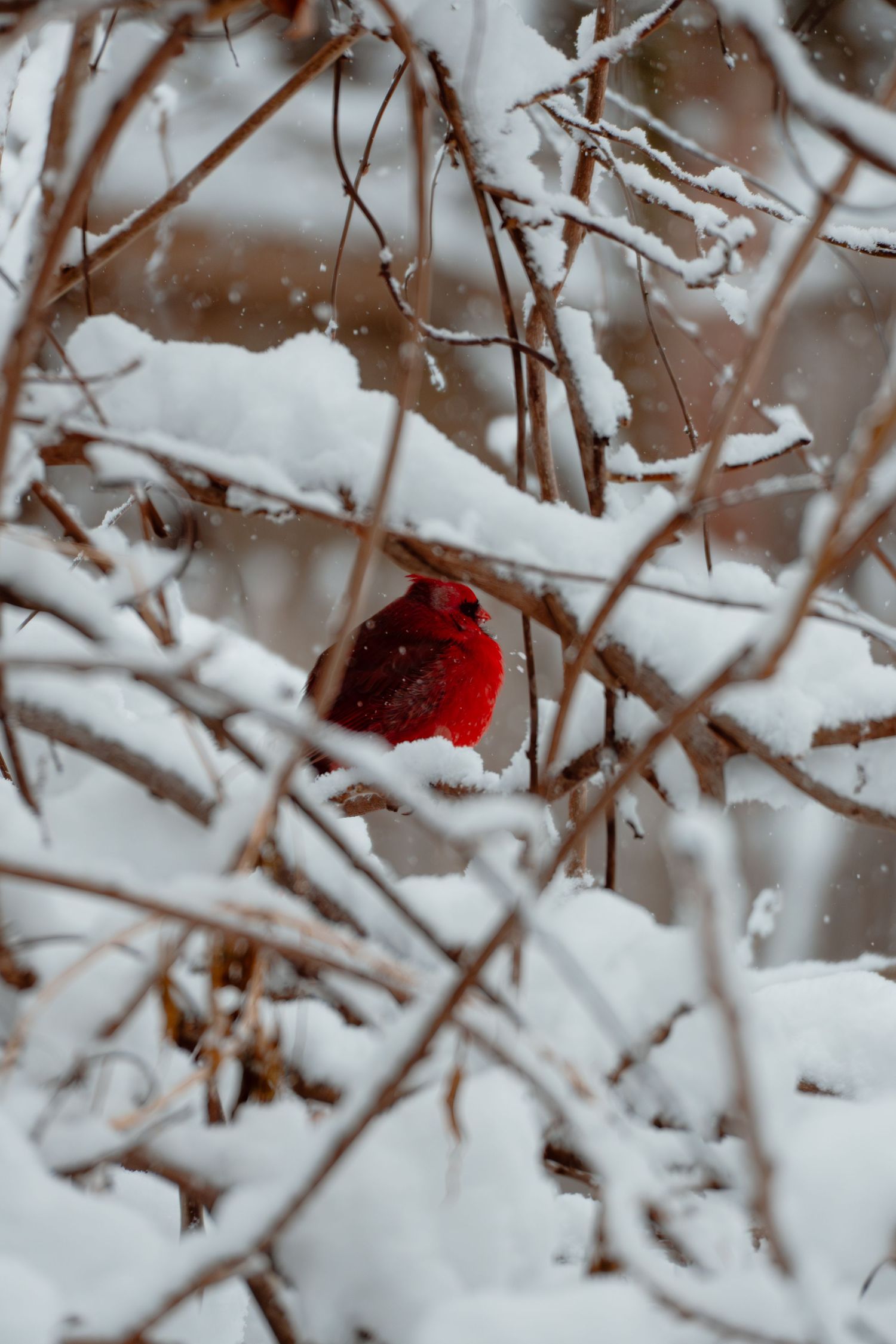 A brilliant red male northern cardinal nestled among frost-covered bare branches in a winter snowstorm.