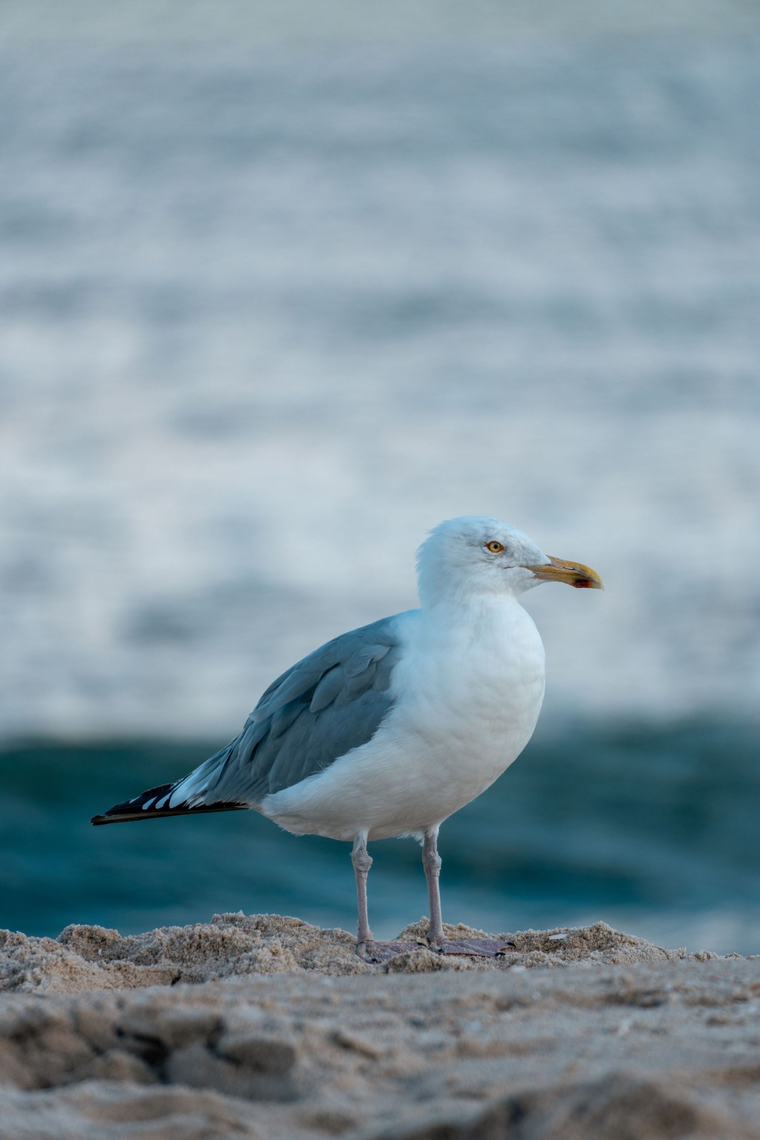 A white and gray herring gull perches on sandy beach with calm blue sea behind.