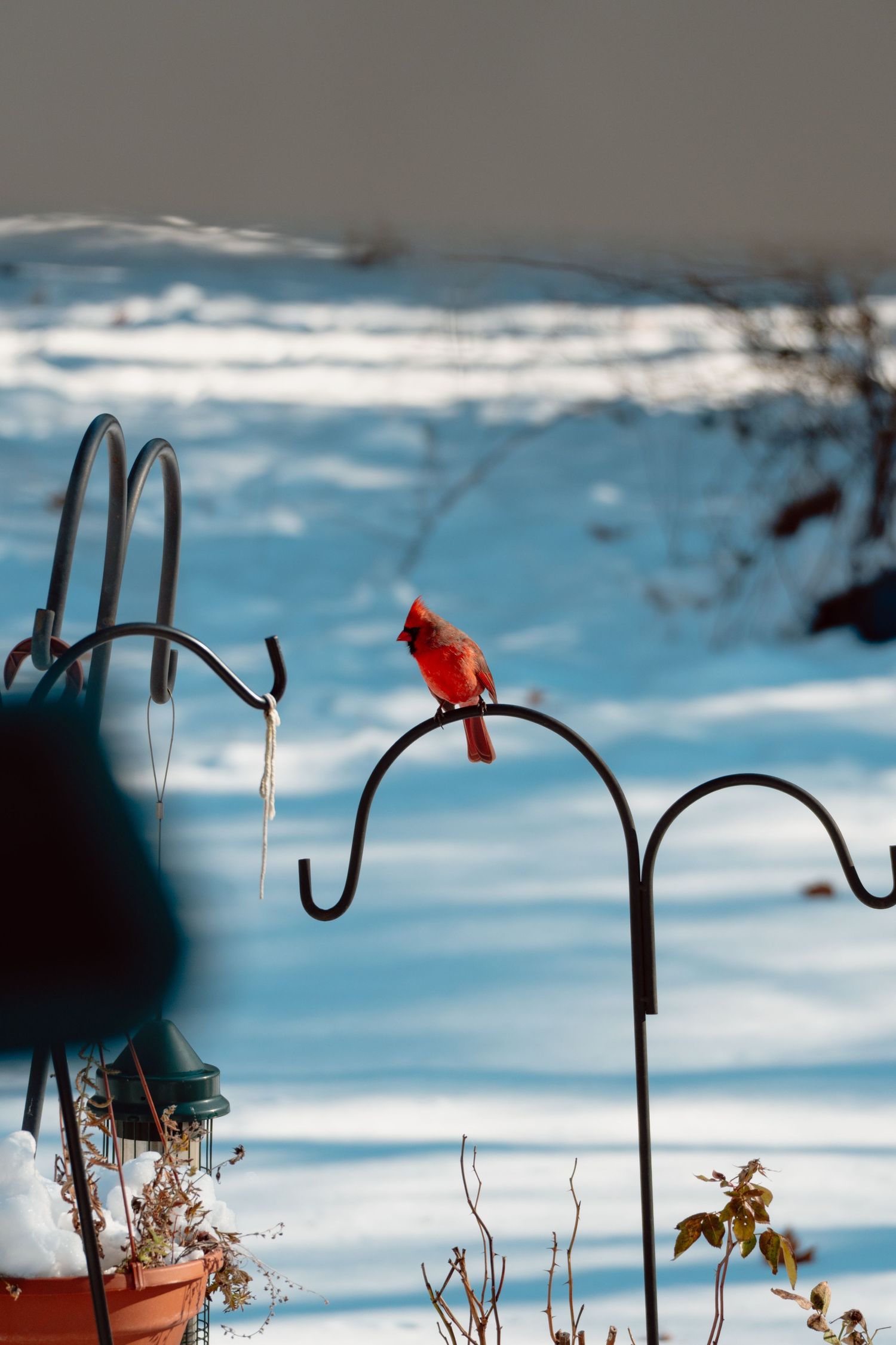 A bright red male Northern Cardinal perches on a metal garden hook surrounded by a snow-covered winter yard.