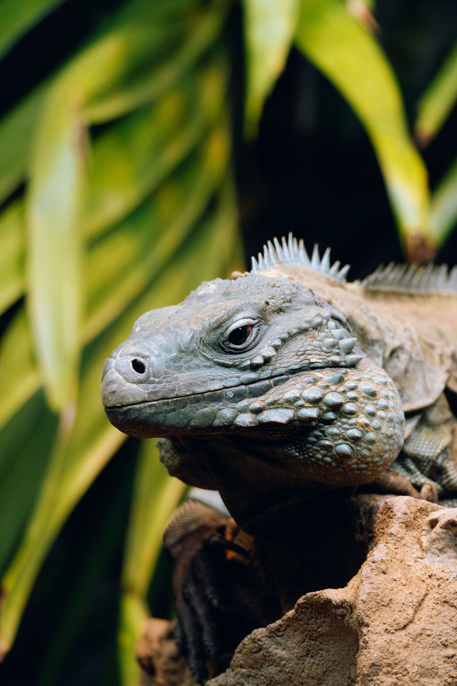 Close-up side profile of a gray iguana with spiny scales resting on a rock near green leaves.