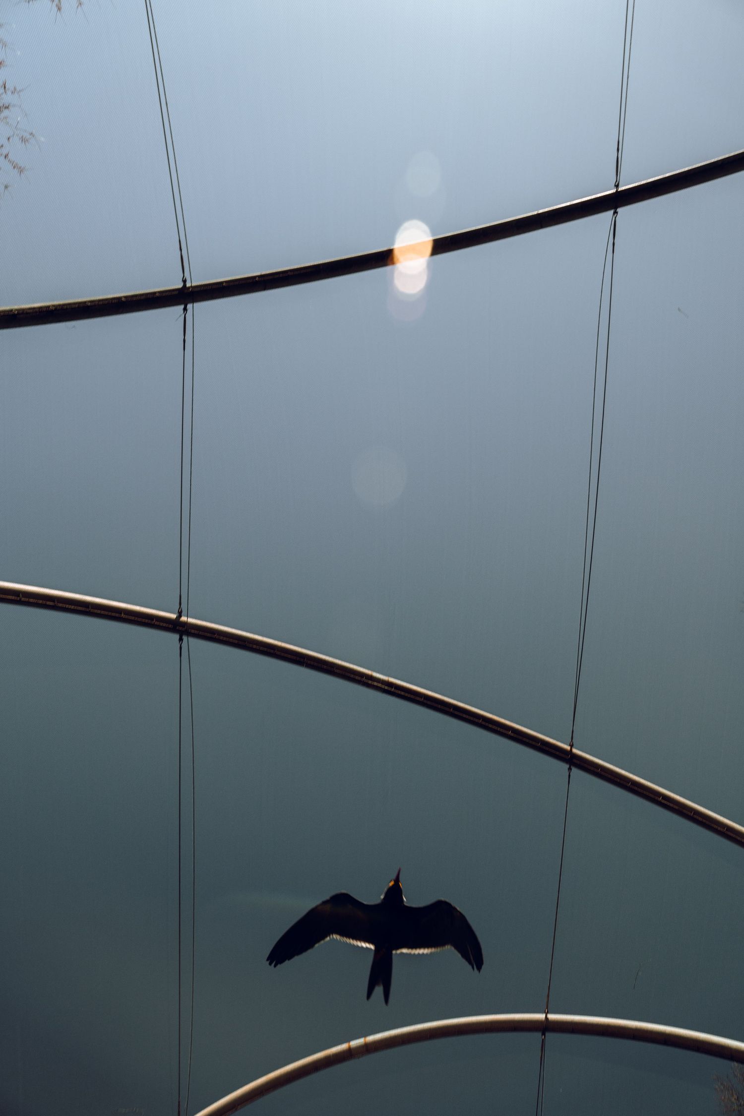 Silhouette of a bird in flight inside a large domed aviary structure with curved metal beams.