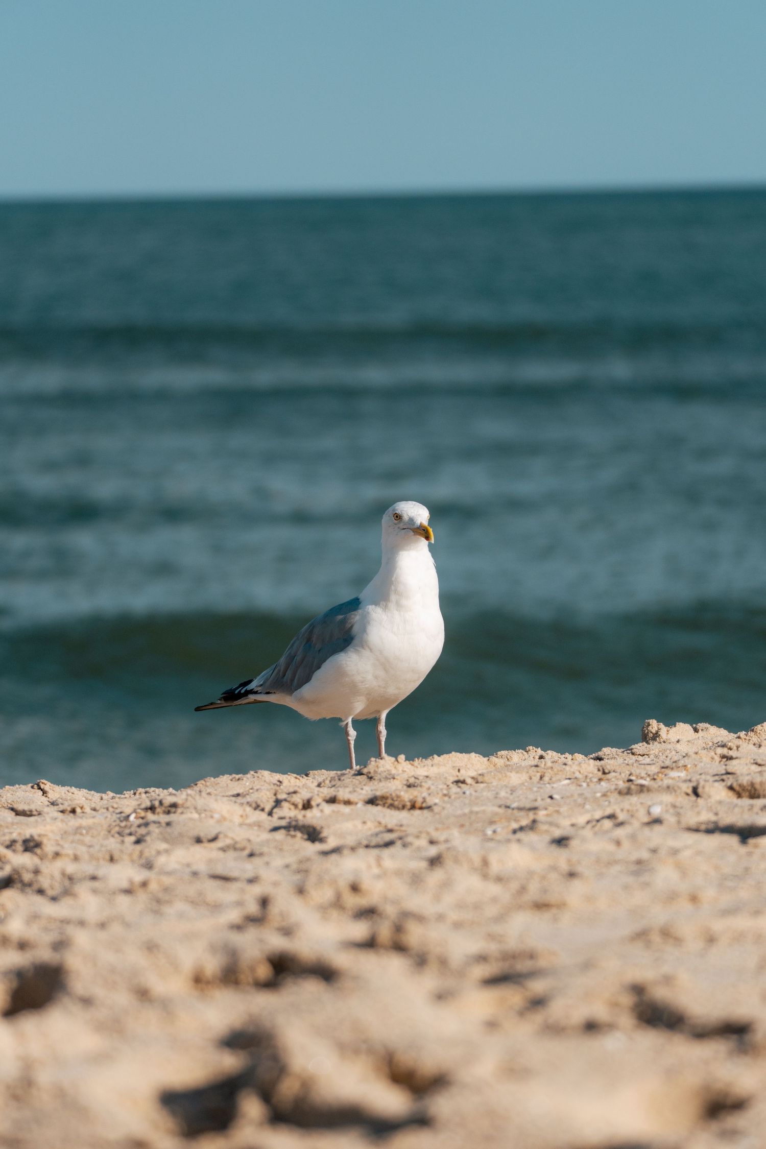 A white seagull standing on sandy beach facing forward with blue ocean waves in the background.