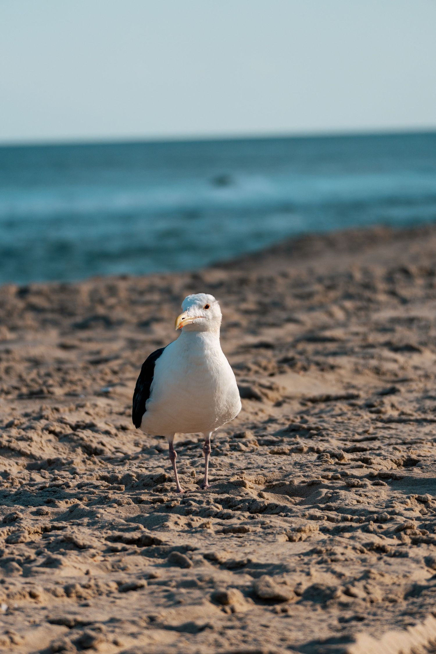 A great black-backed seagull faces camera while standing on sandy beach with blue ocean behind.