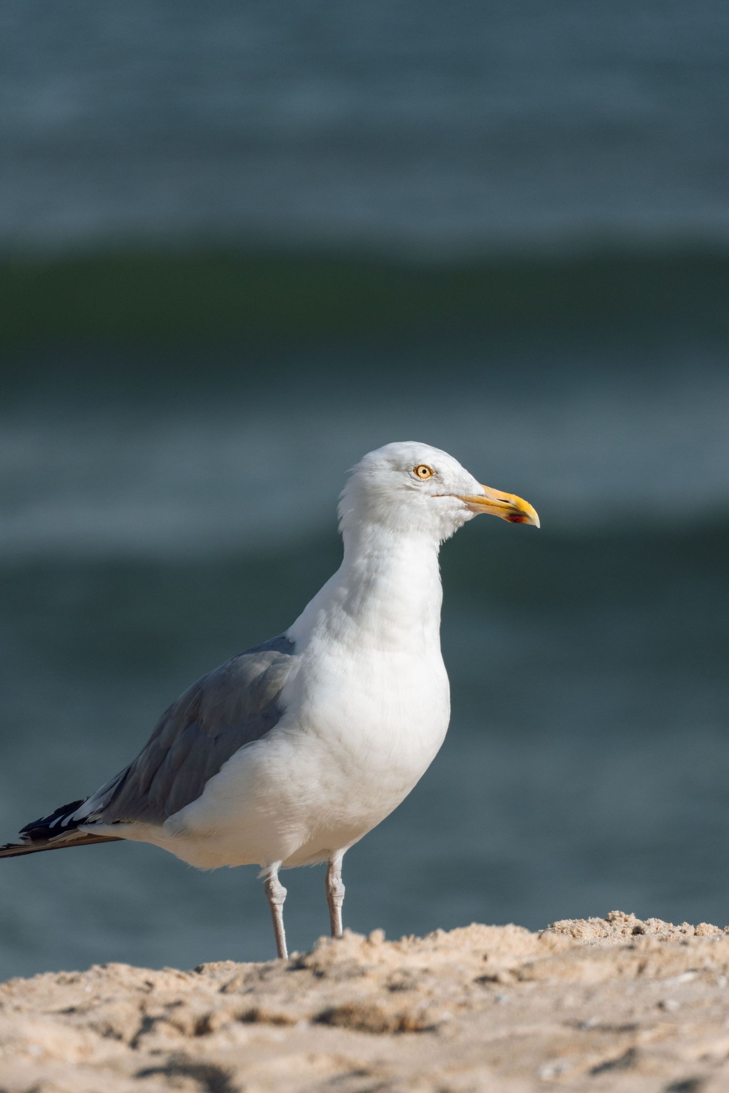 A white herring gull with yellow beak perched on sandy beach with dark blue ocean waves behind it.