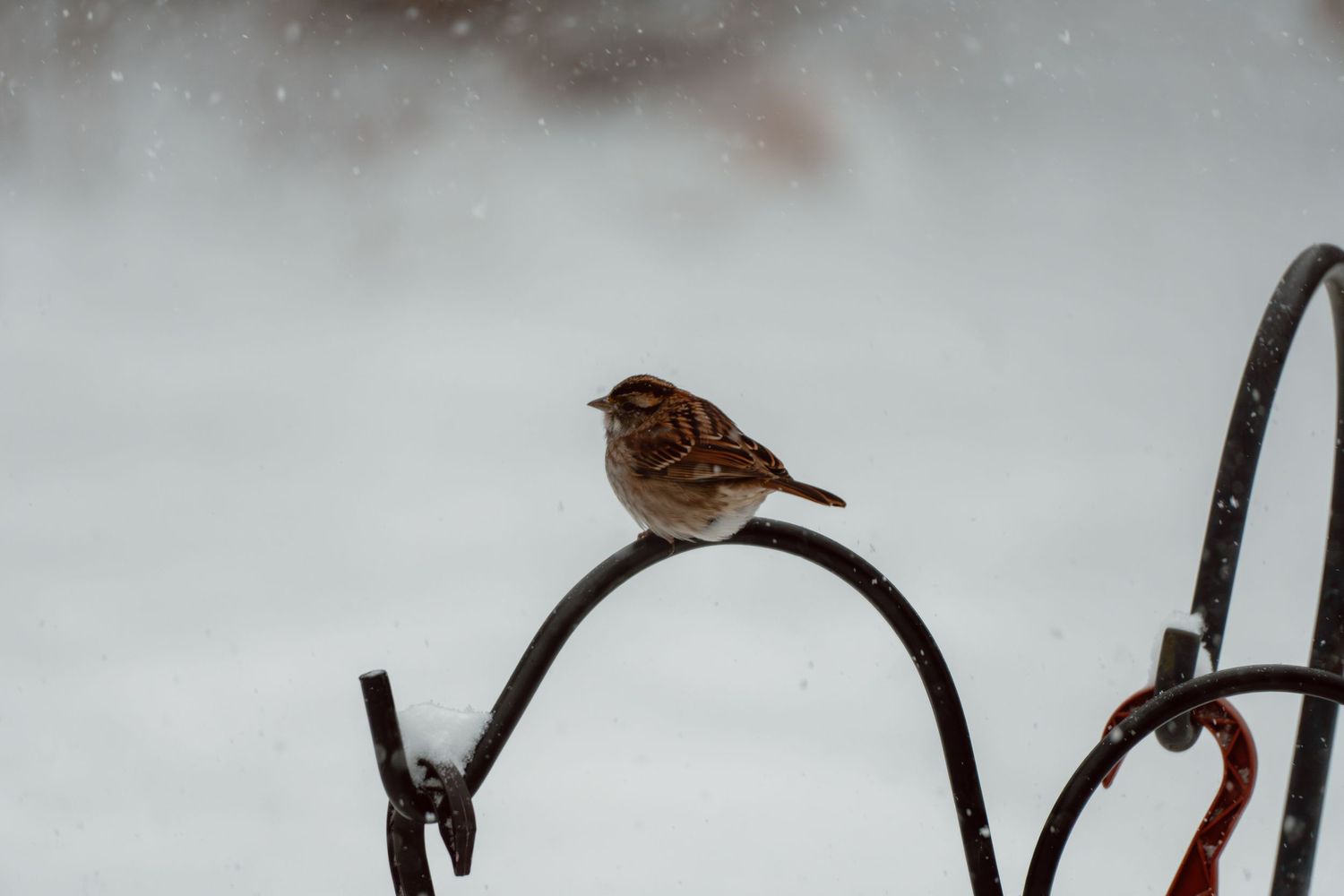 A house sparrow perched on a metal garden stake during a winter snowfall.