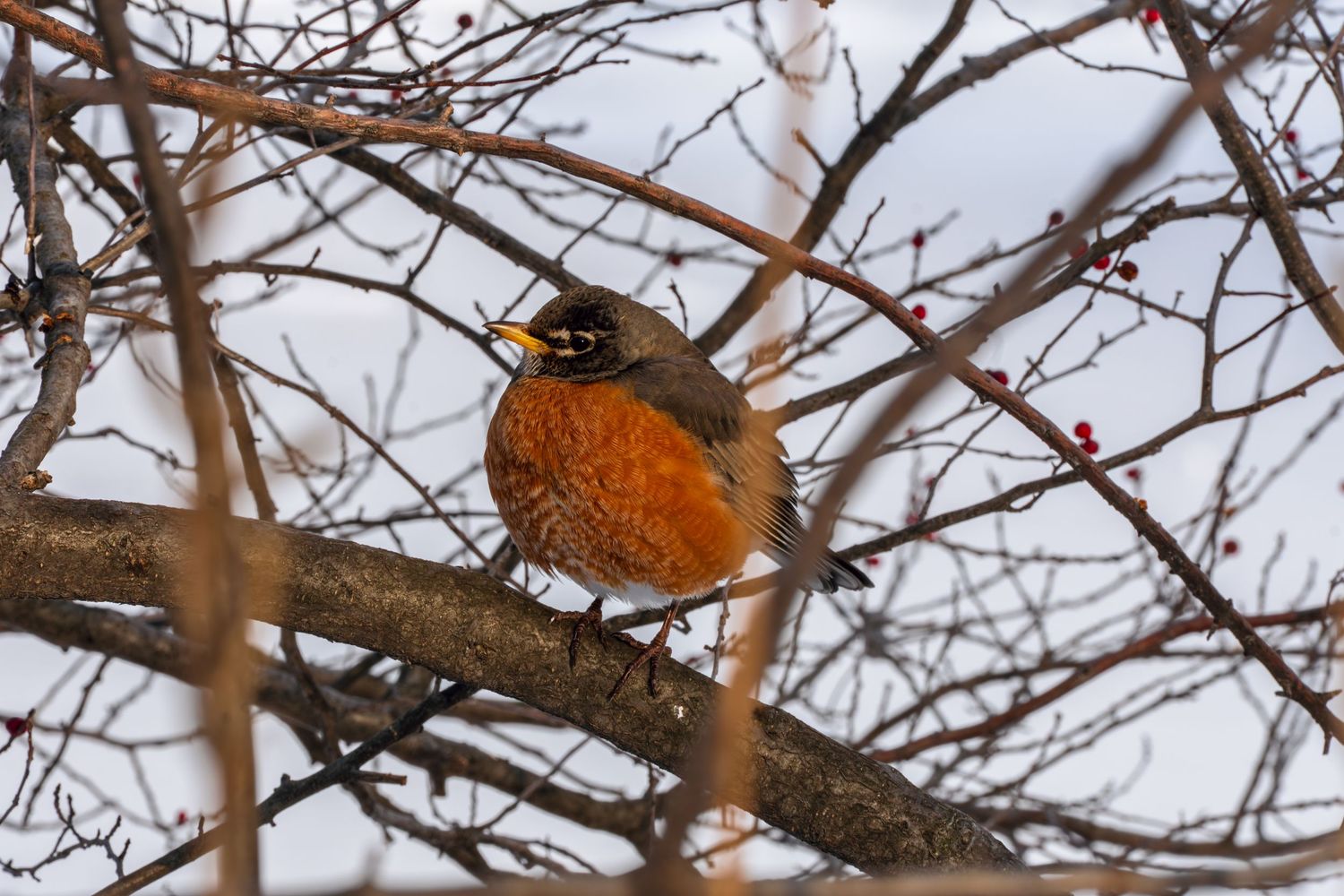 American robin with bright orange breast perched among bare winter branches with red berries visible.