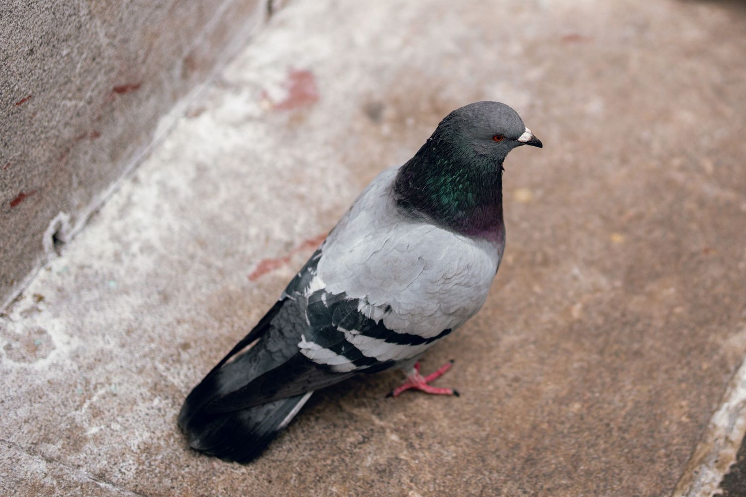 A close-up of a rock pigeon with iridescent green neck feathers standing on a stone surface.
