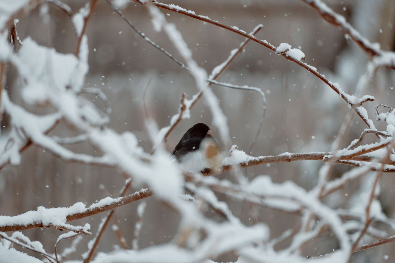 A small bird perched on snow-covered branches during a winter snowstorm.