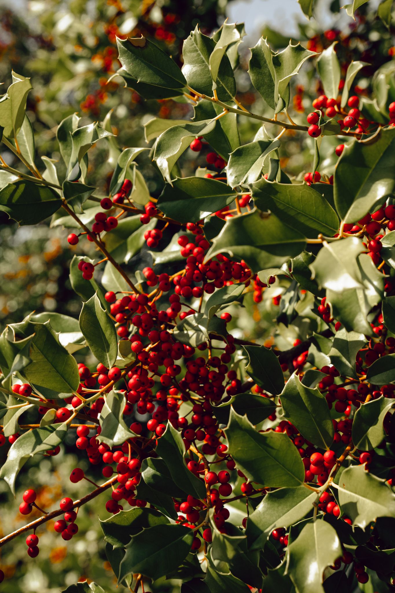 Close-up of holly bush branches covered in clusters of bright red berries and green leaves.