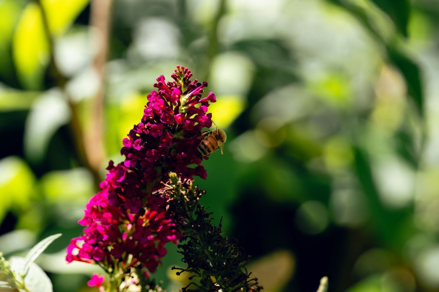 A bee pollinates a tall spike of bright pink butterfly bush flowers.