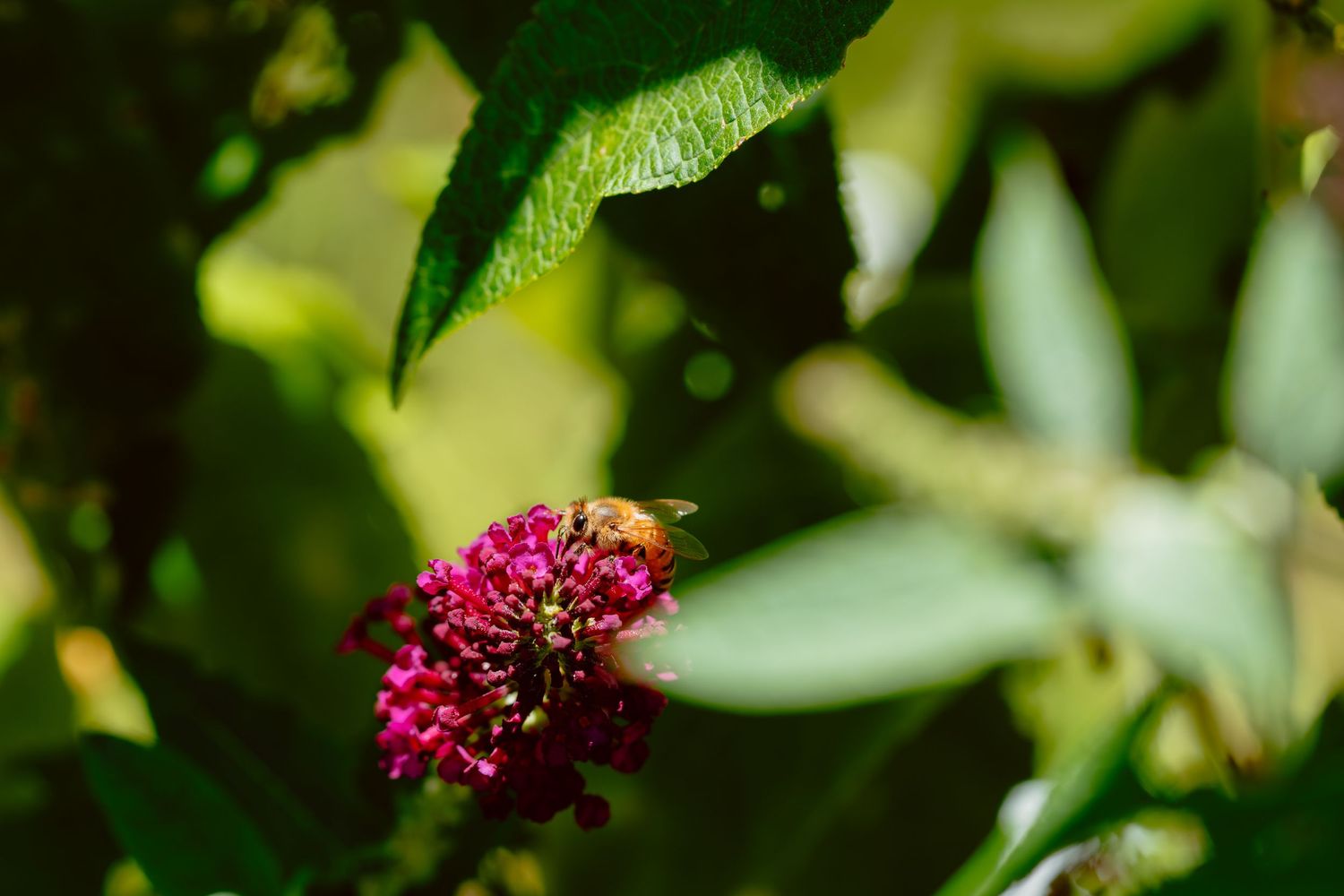 A honeybee feeding on a vibrant pink butterfly bush flower cluster in a garden.