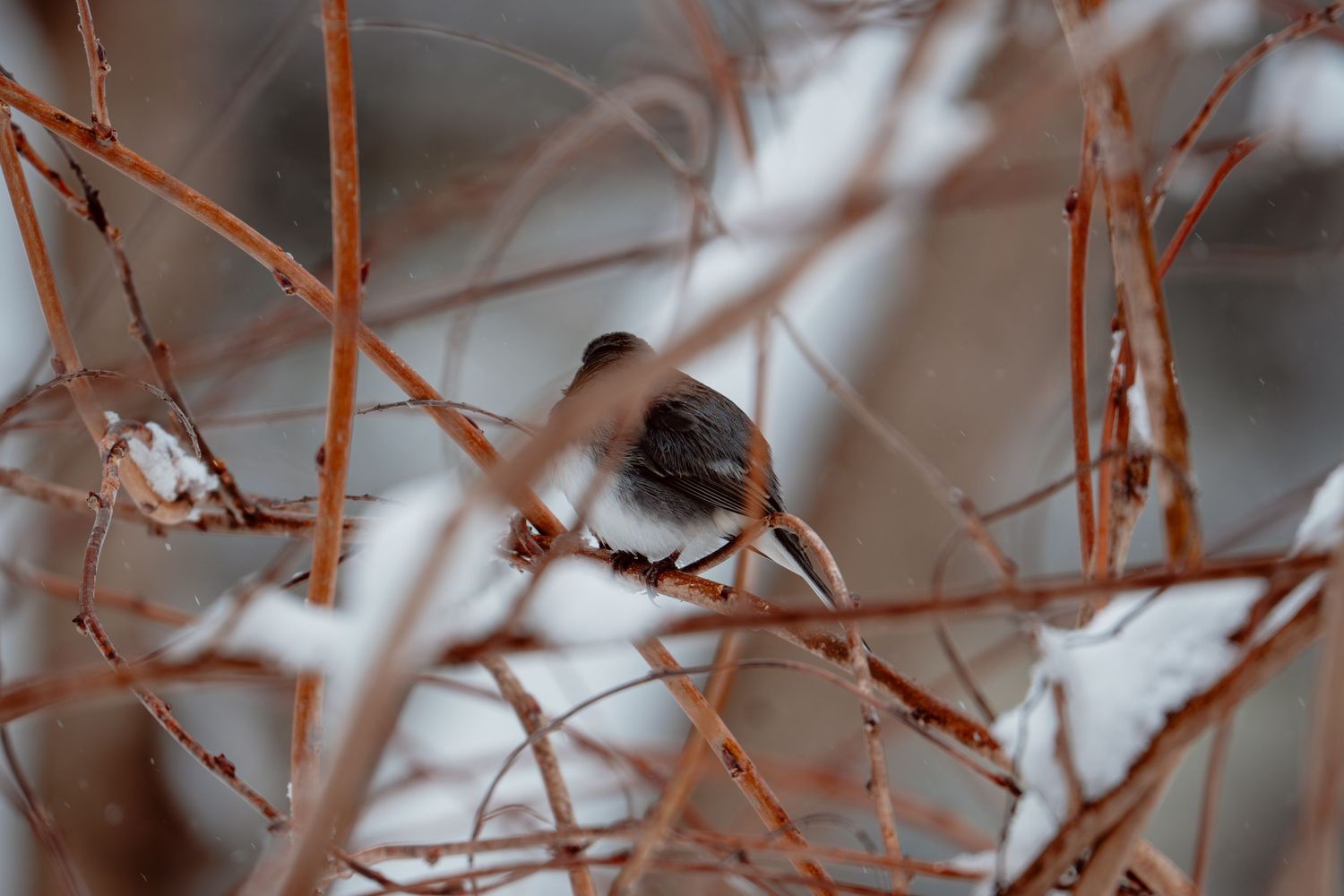 A small brown bird perched among tangled snow-dusted bare branches in winter.
