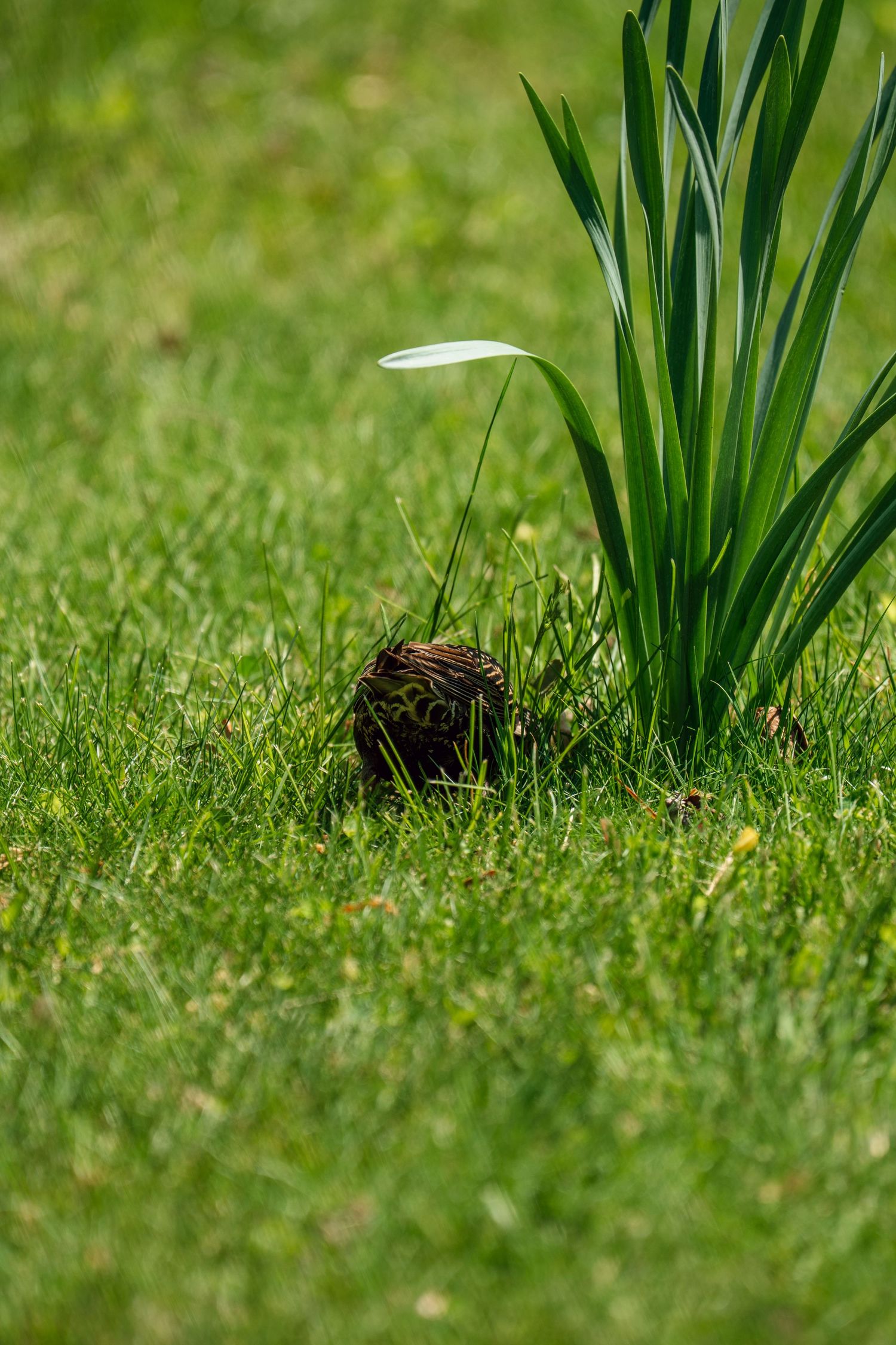 Small speckled bird partially hidden in green grass beside a clump of daffodil plants in a lawn.