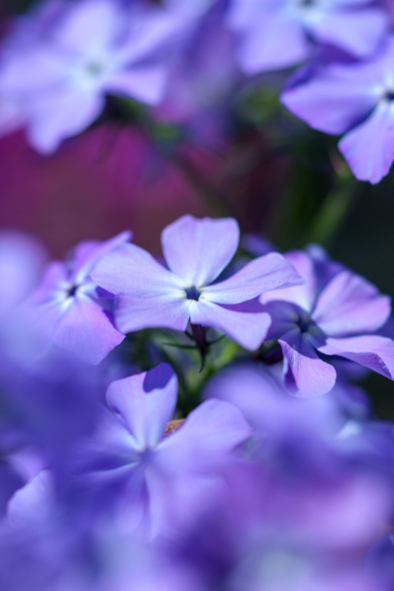 Close-up of beautiful purple phlox flowers in full bloom with a soft bokeh background.