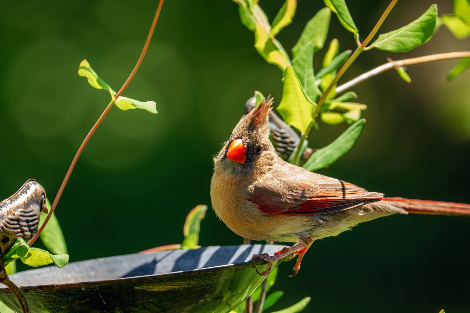 Female Northern Cardinal perched on a bird bath with a red berry in her beak among green garden foliage.