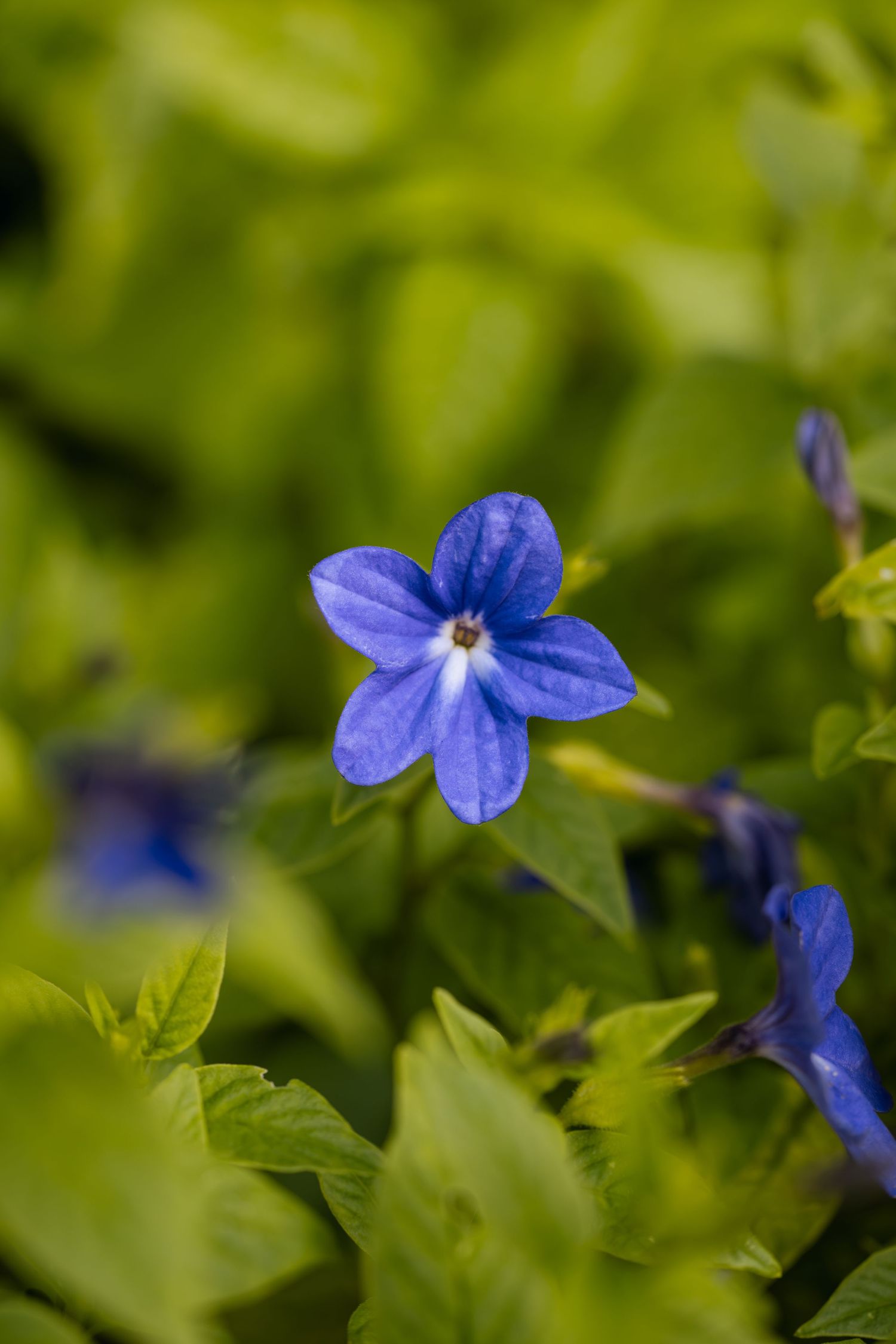 Vibrant blue periwinkle flower with five petals blooming among lush green leaves in a garden setting.