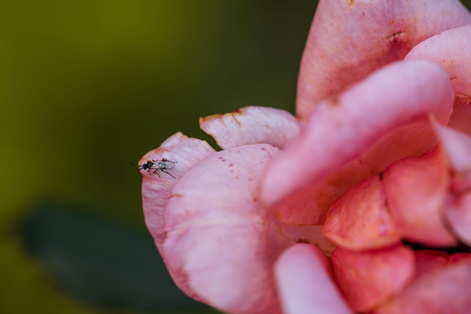 A tiny insect resting on a delicate pink flower petal with a soft green bokeh background.