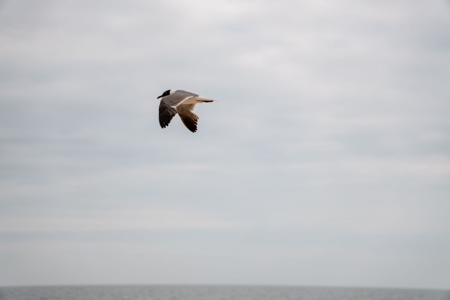 A seagull soaring gracefully over the ocean against a cloudy gray sky.