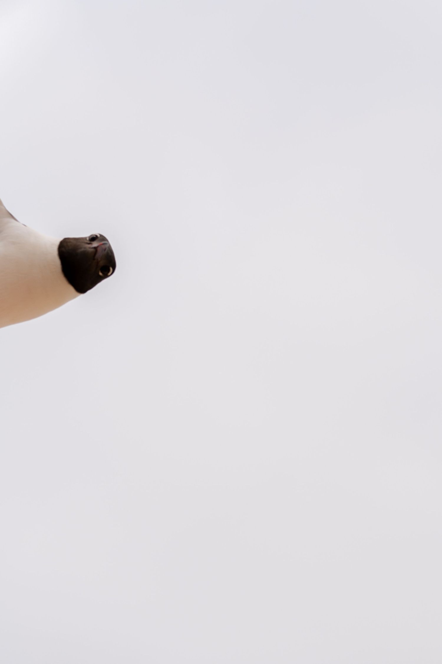 Close-up of a Siamese cat's dark brown nose and muzzle against a white background.