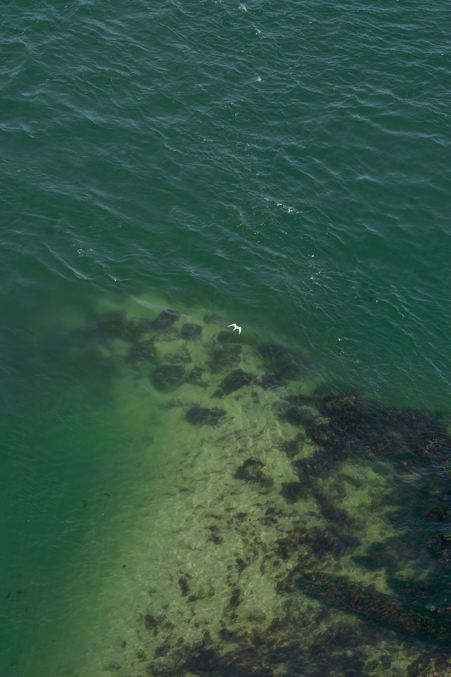 Aerial view of green ocean water with rocky shallow reef visible beneath the surface and a single seagull floating.