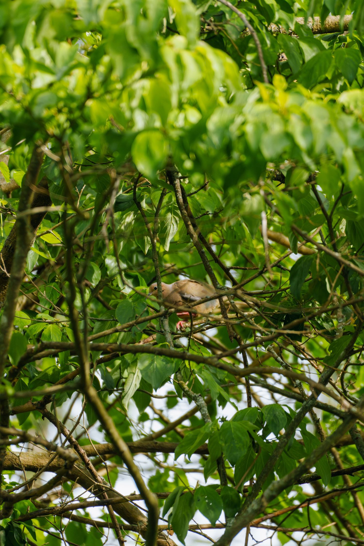 A small bird perched among lush green tree branches and leaves in a natural outdoor setting.