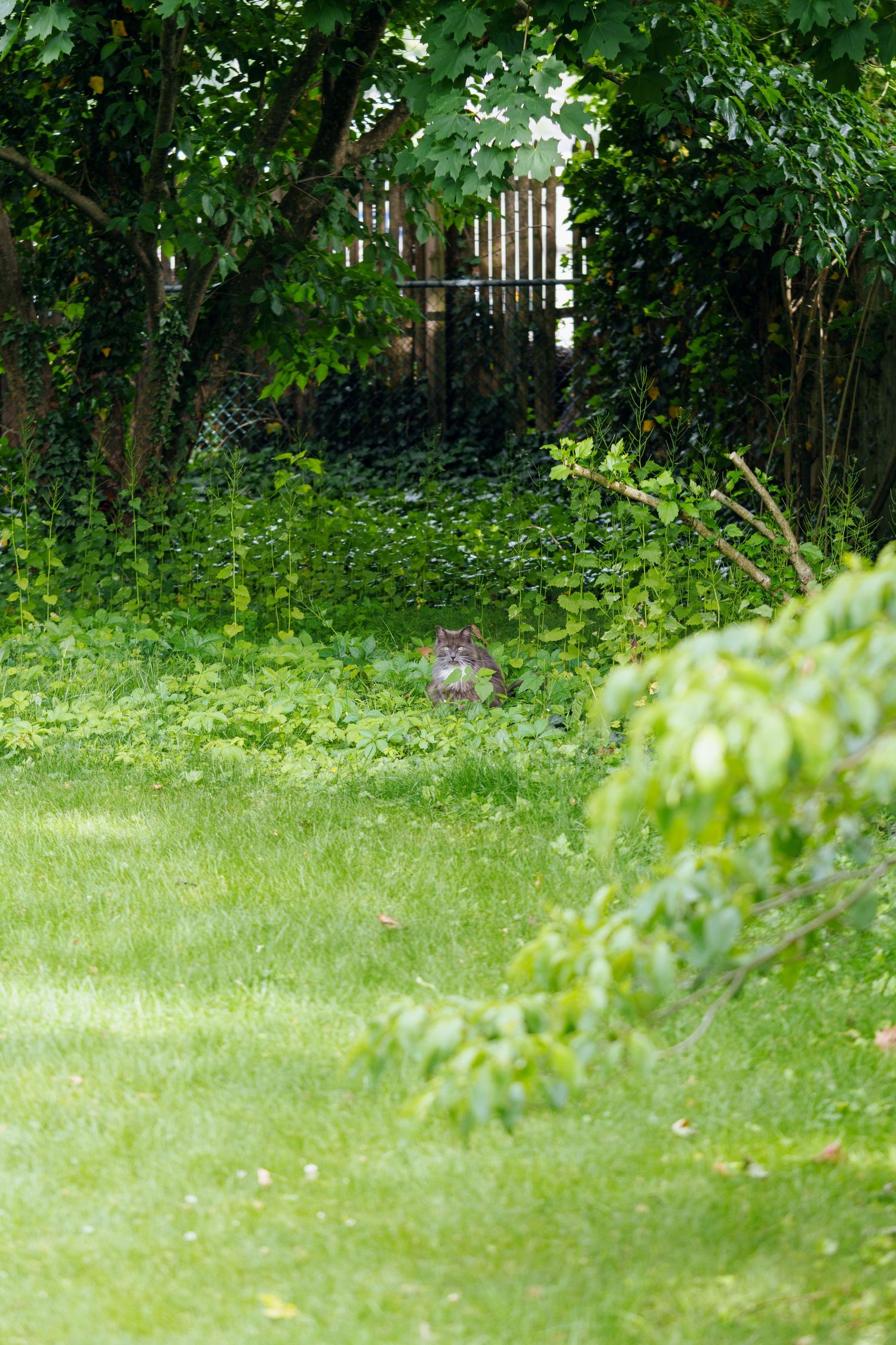 A squirrel sits among lush green garden foliage near a wooden fence on a sunny day.