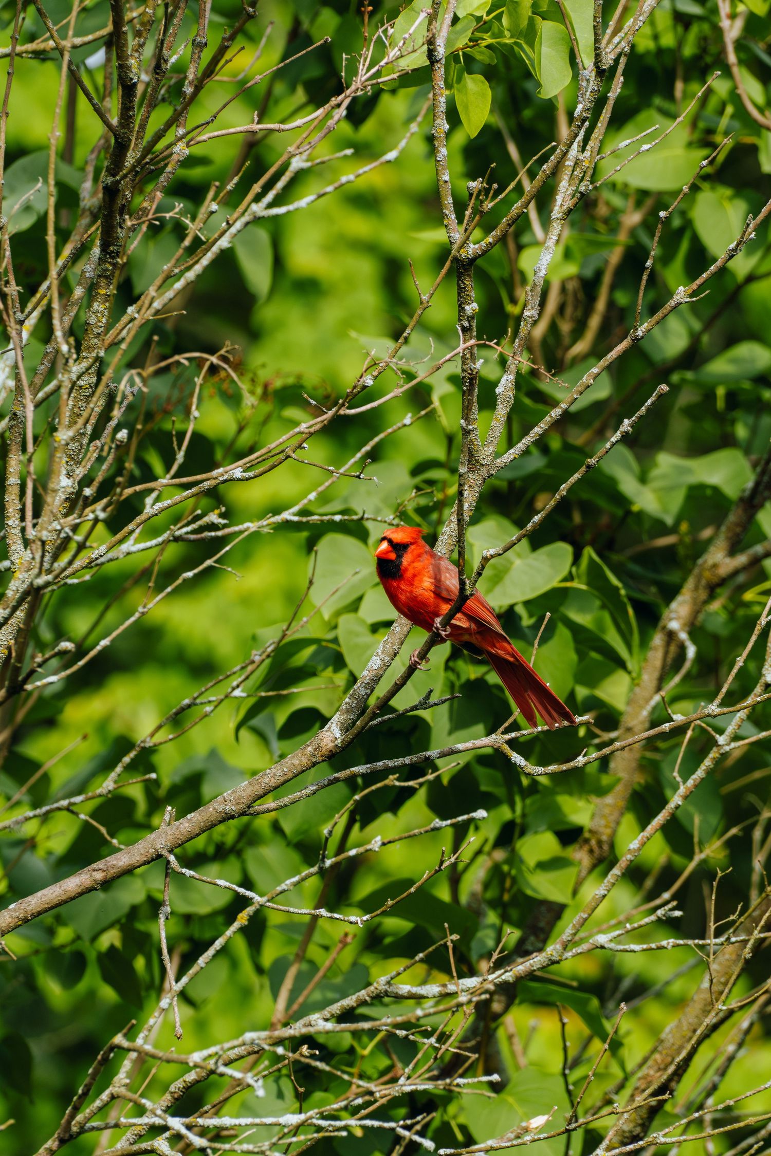 Vibrant male Northern Cardinal perched on a bare branch surrounded by lush green foliage in natural habitat.