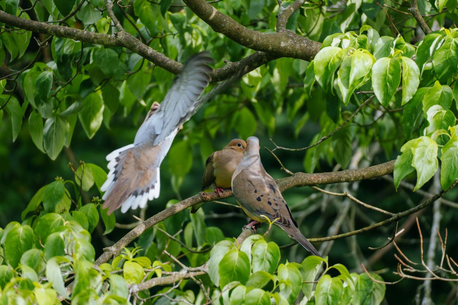 Two mourning doves perched on tree branches surrounded by green leaves, one with wings spread in flight.